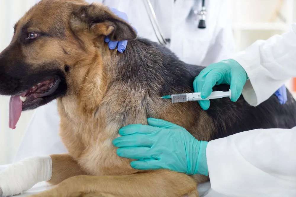Vaccini obbligatori per cani