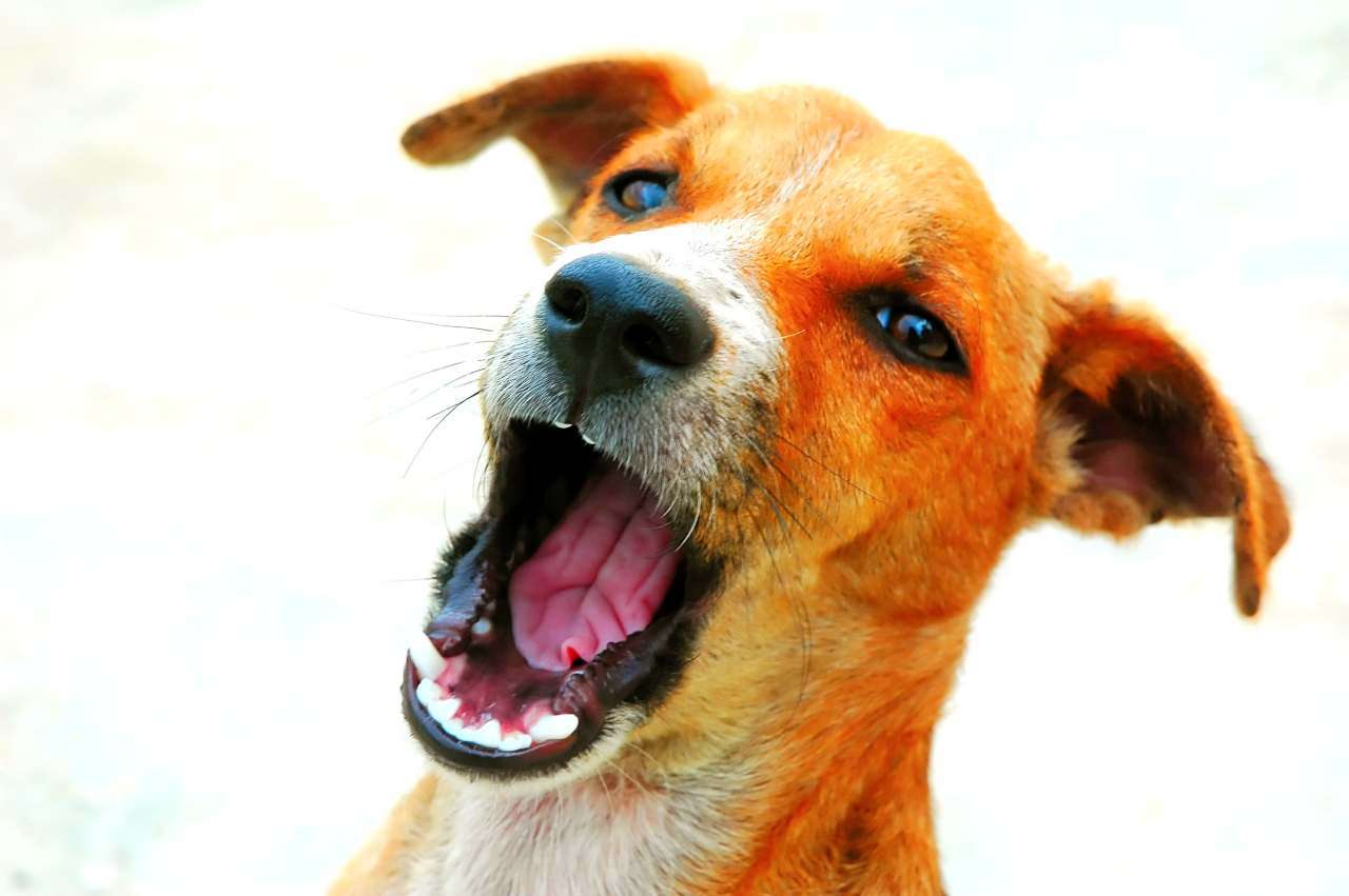 Perché i Cani Abbaiano Senza Motivo?