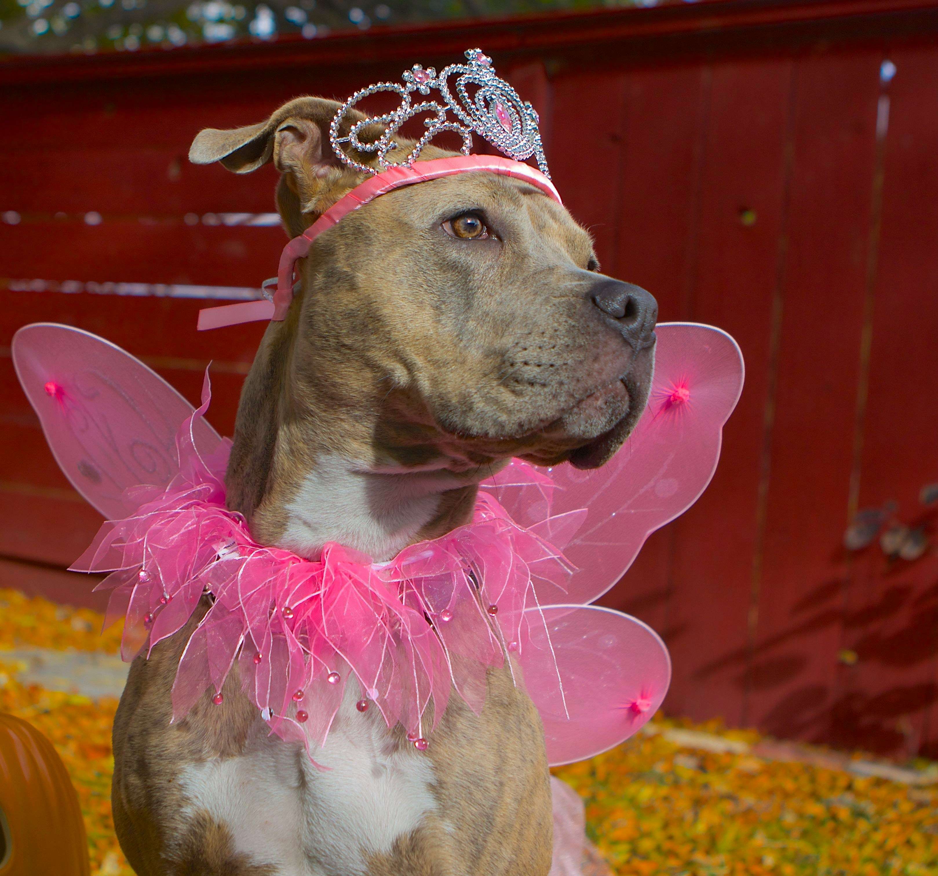 Prepara il tuo cane per Halloween: Guida Completa per una Festa Sicura e Divertente