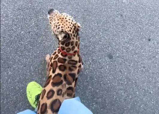 Il 'Canepardo' che Nonsichiama: Quando la Creatività Incontra la Controversia