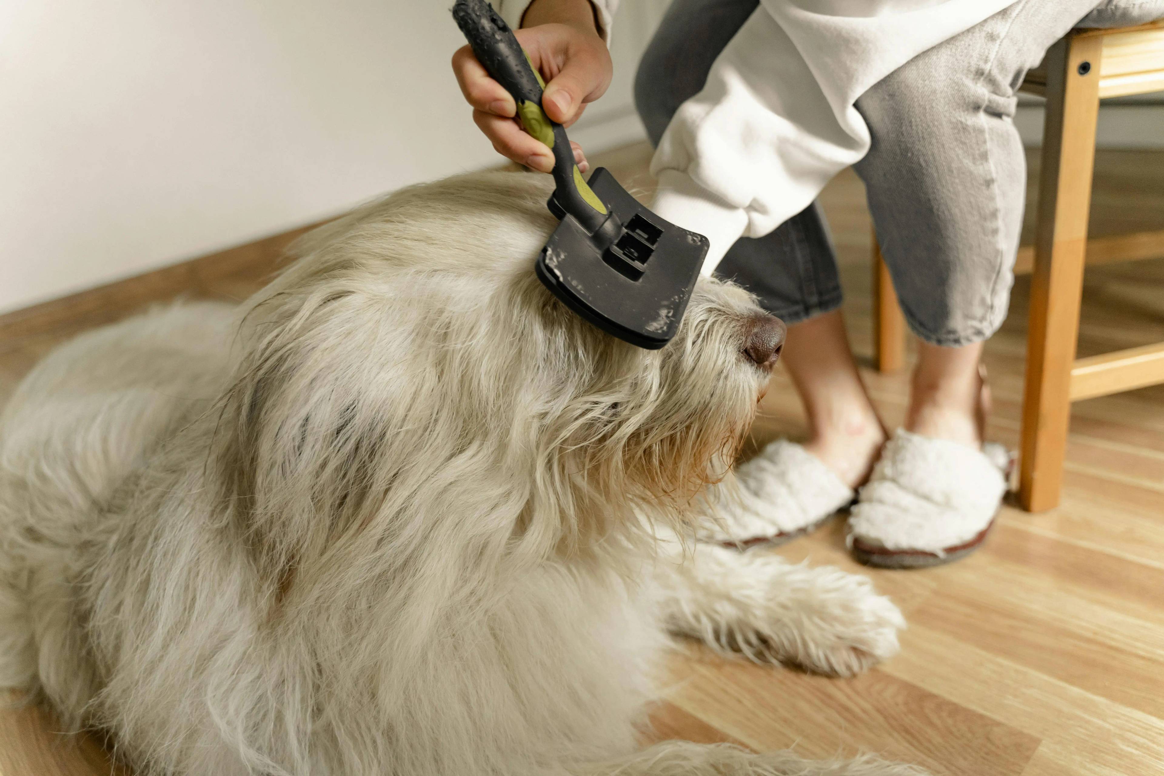 10 consigli per cani a pelo lungo