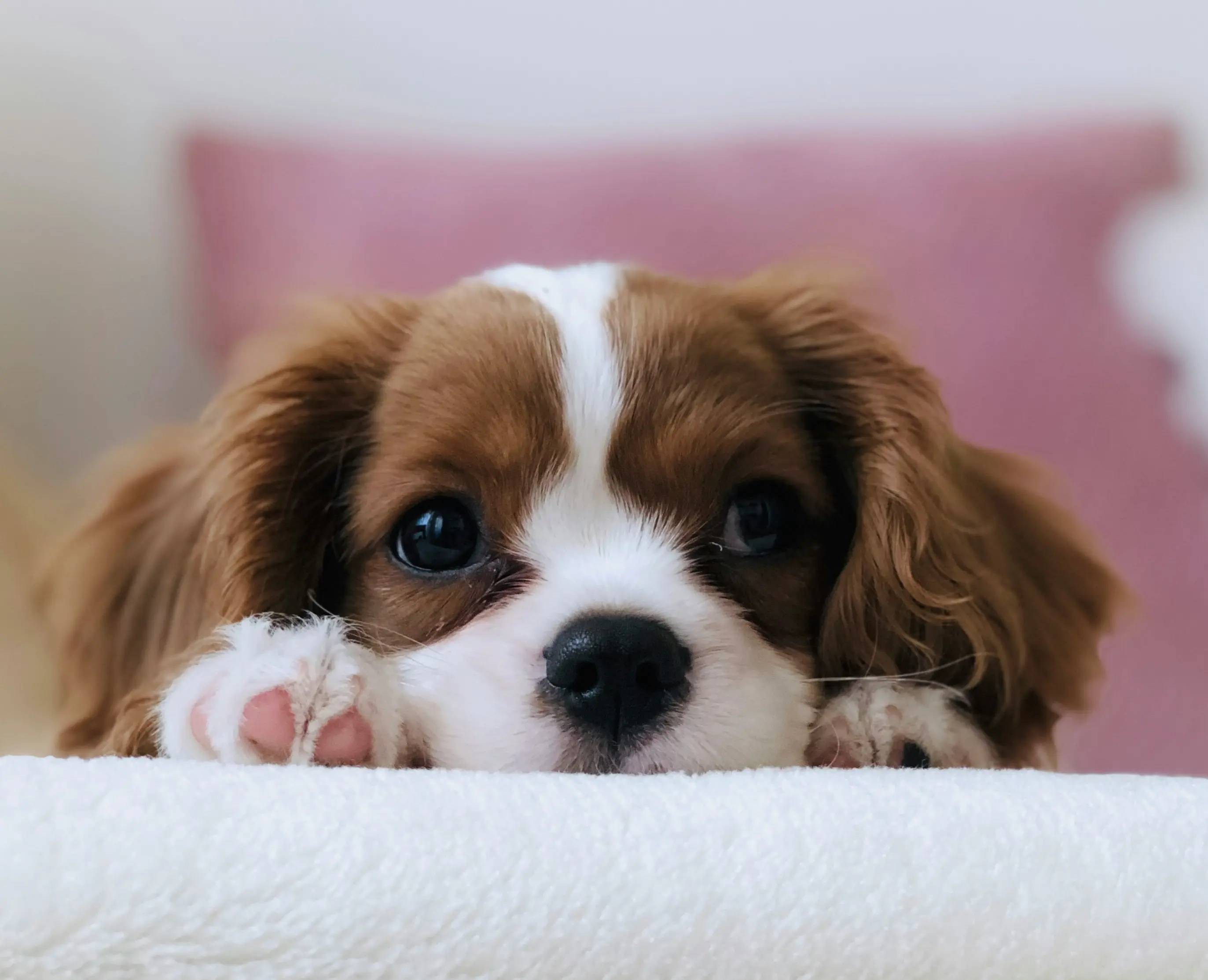 10 Curiosità sui Cuccioli di Cane che Non Conoscevi