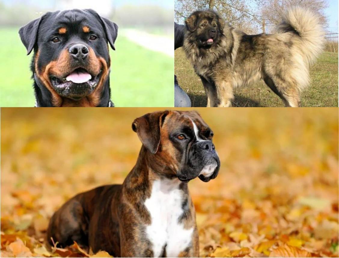 10 razze di cani da guardia