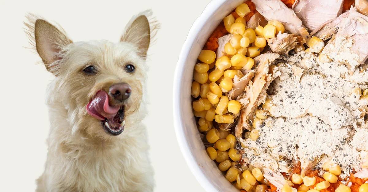 Alimentazione casalinga per cani