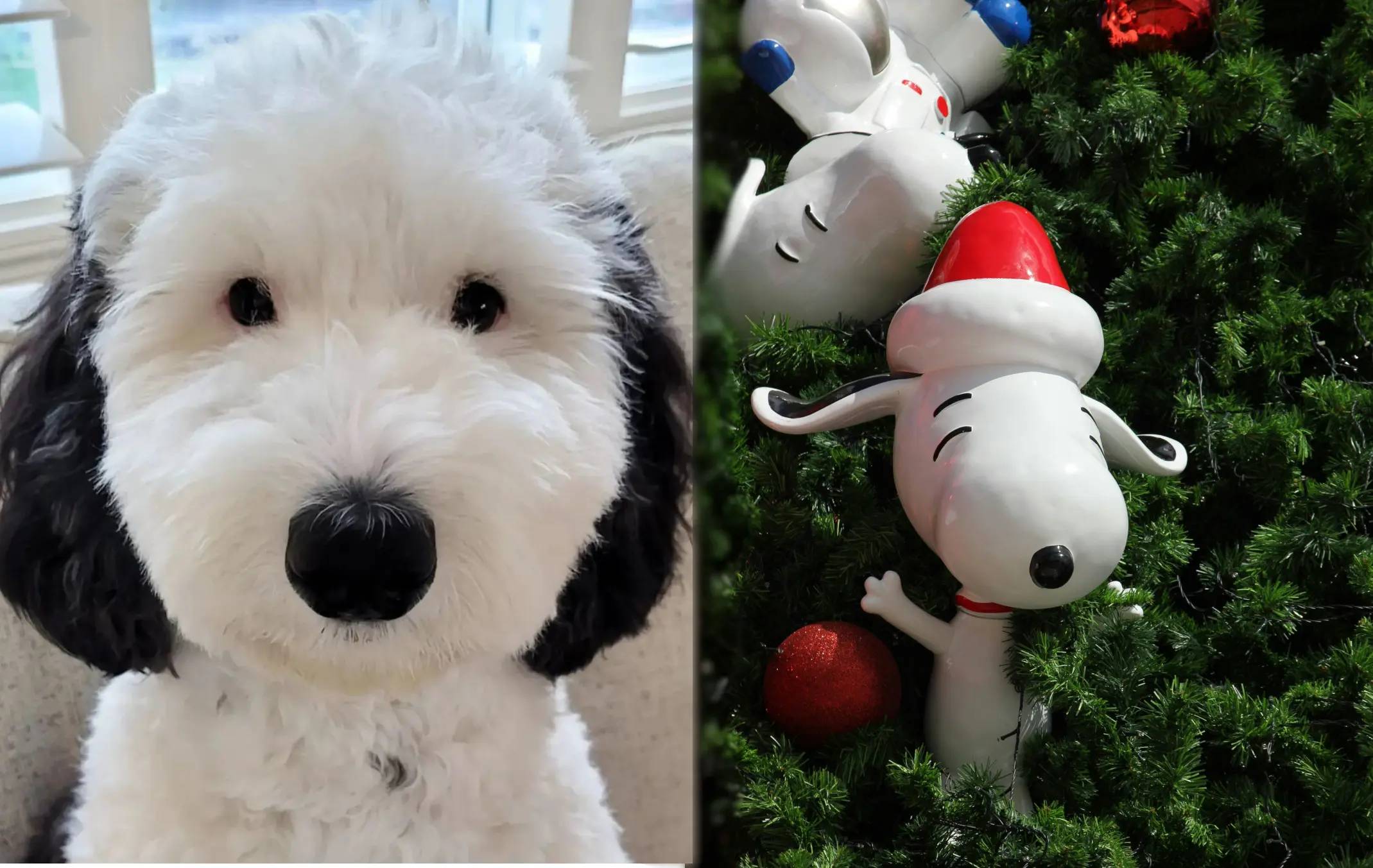 Cane che assomiglia a Snoopy: Scopri le Razze e i Loro Caratteri