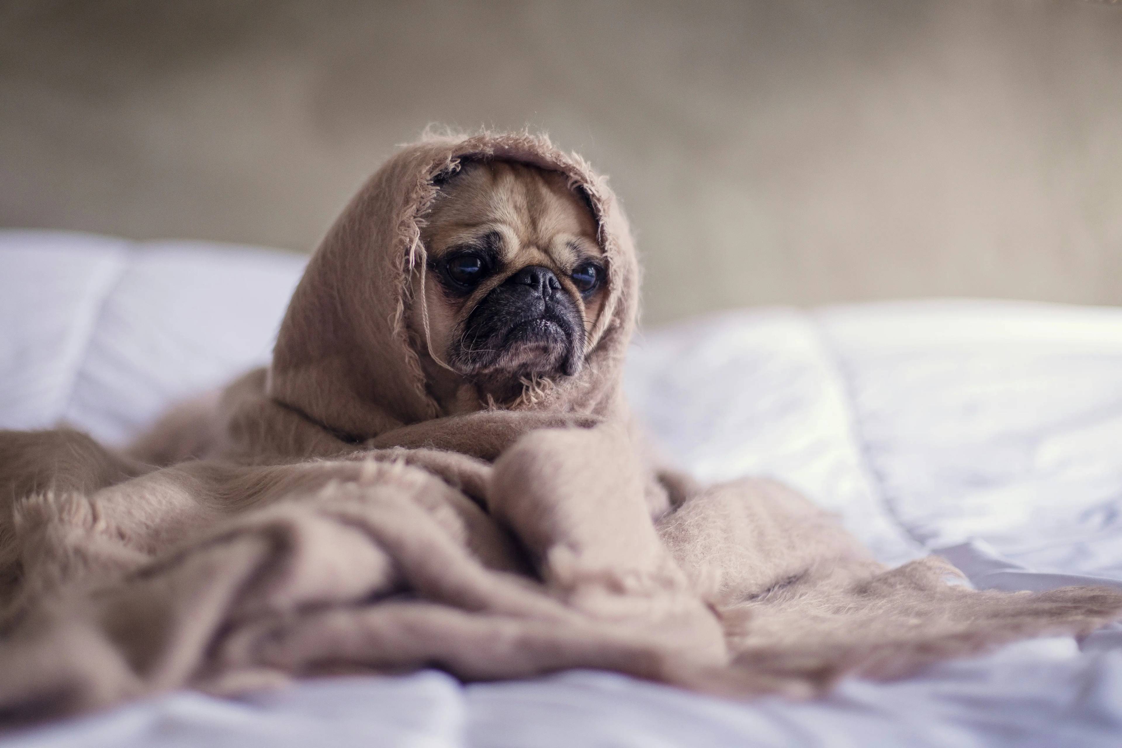 Come capire se un cane ha la febbre