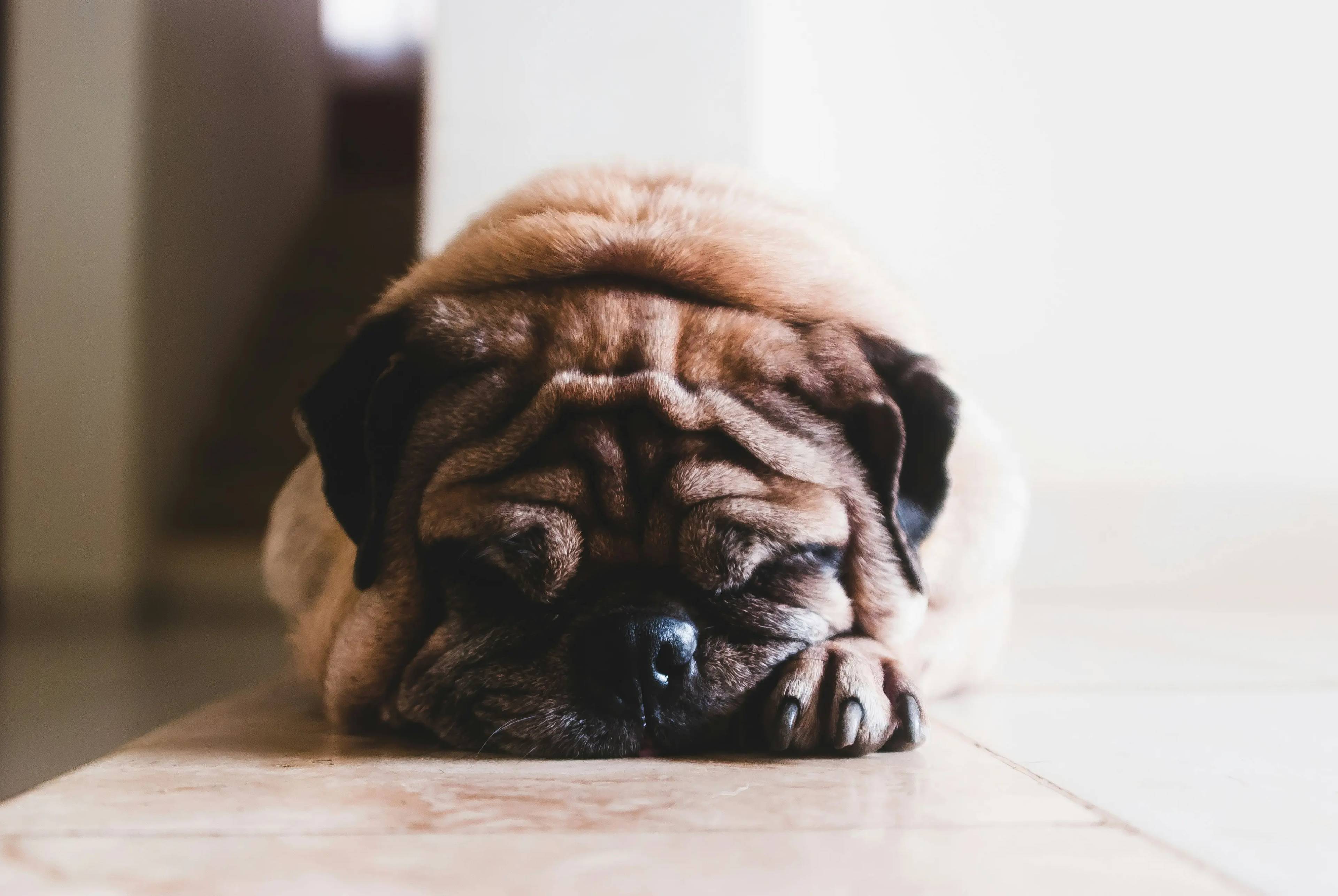 Cane con diarrea: cosa fare e come prendersi cura di lui