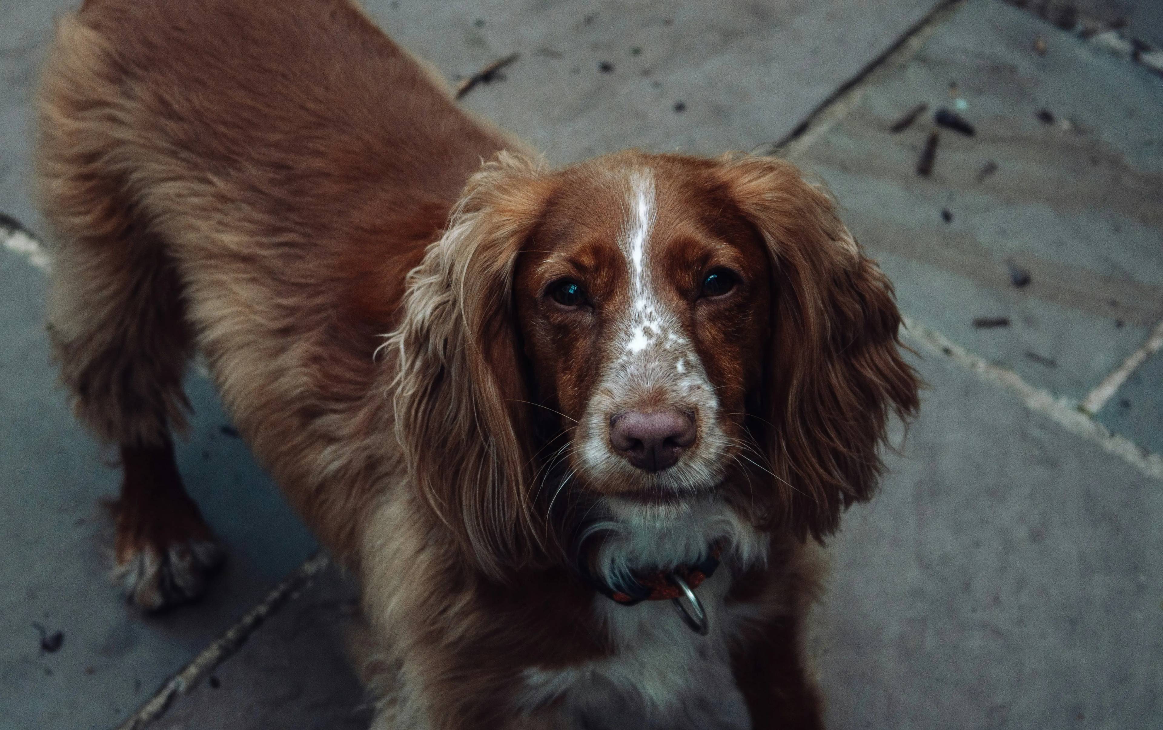Cane con le Orecchie Lunghe: Curiosità e Caratteristiche di Questi Amici a Quattro Zampe