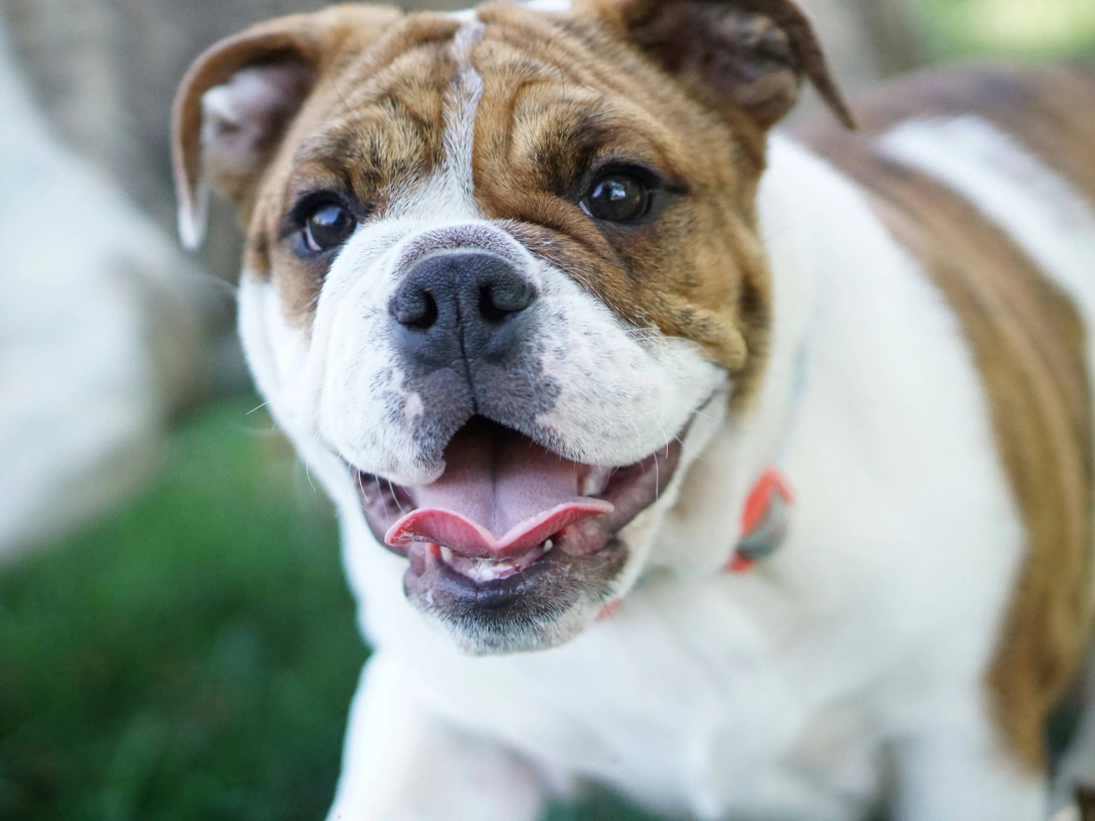 Cane con le rughe: il fascino e la cura di un amico speciale