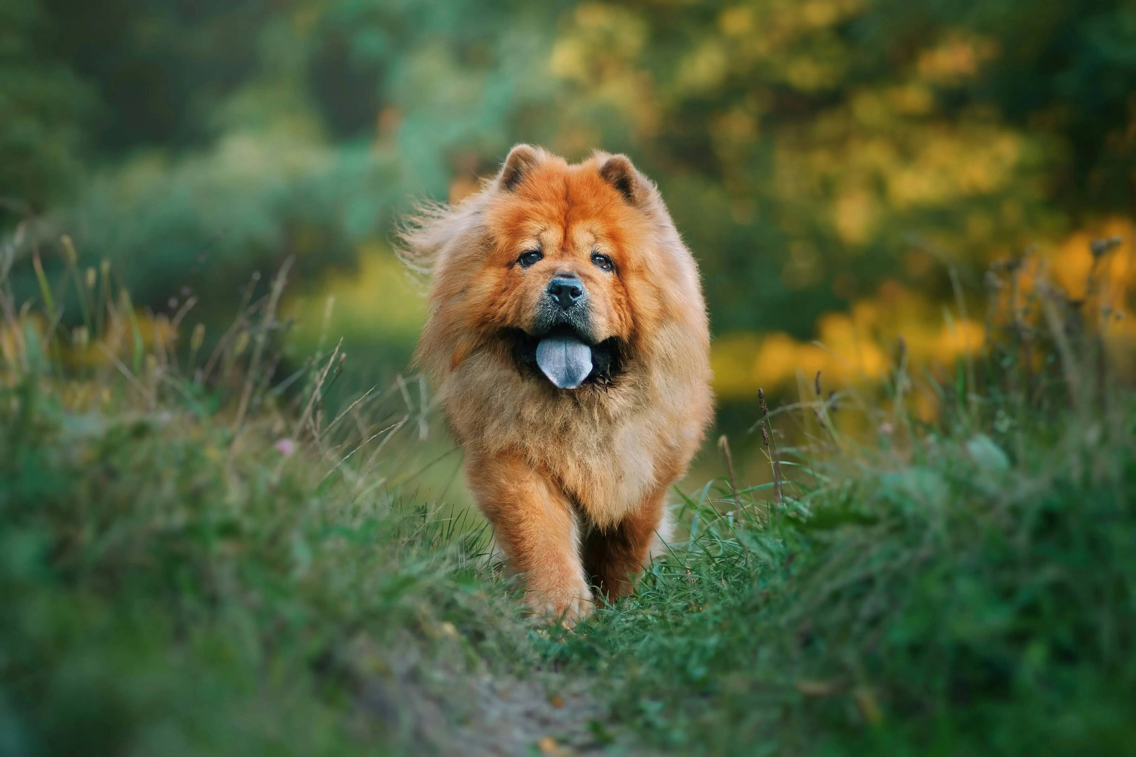 Cane con lingua blu: Curiosità e Caratteristiche di questa Razza Affascinante