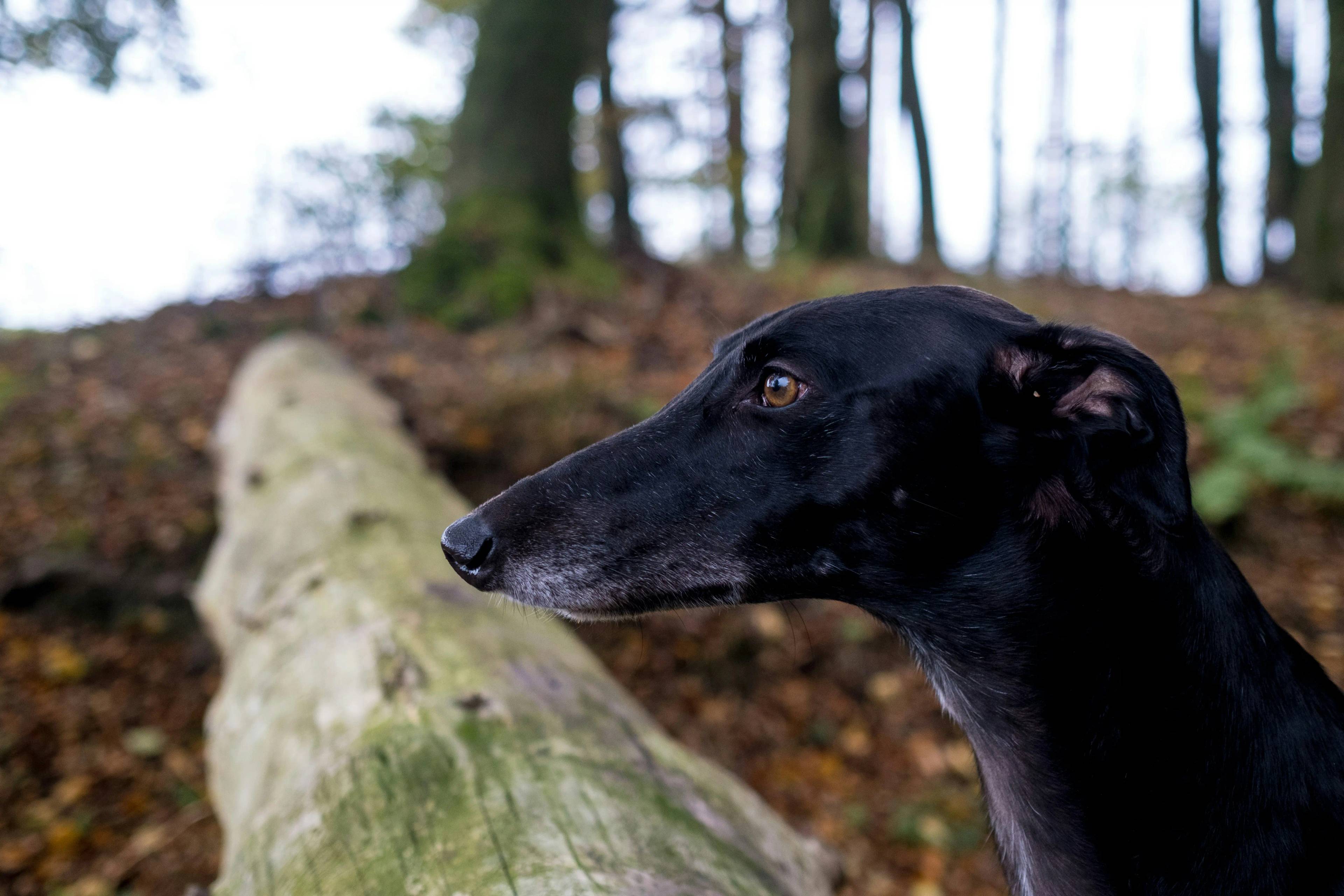 Il Fascino dei Cani con Muso Lungo: Storia, Curiosità e Cura