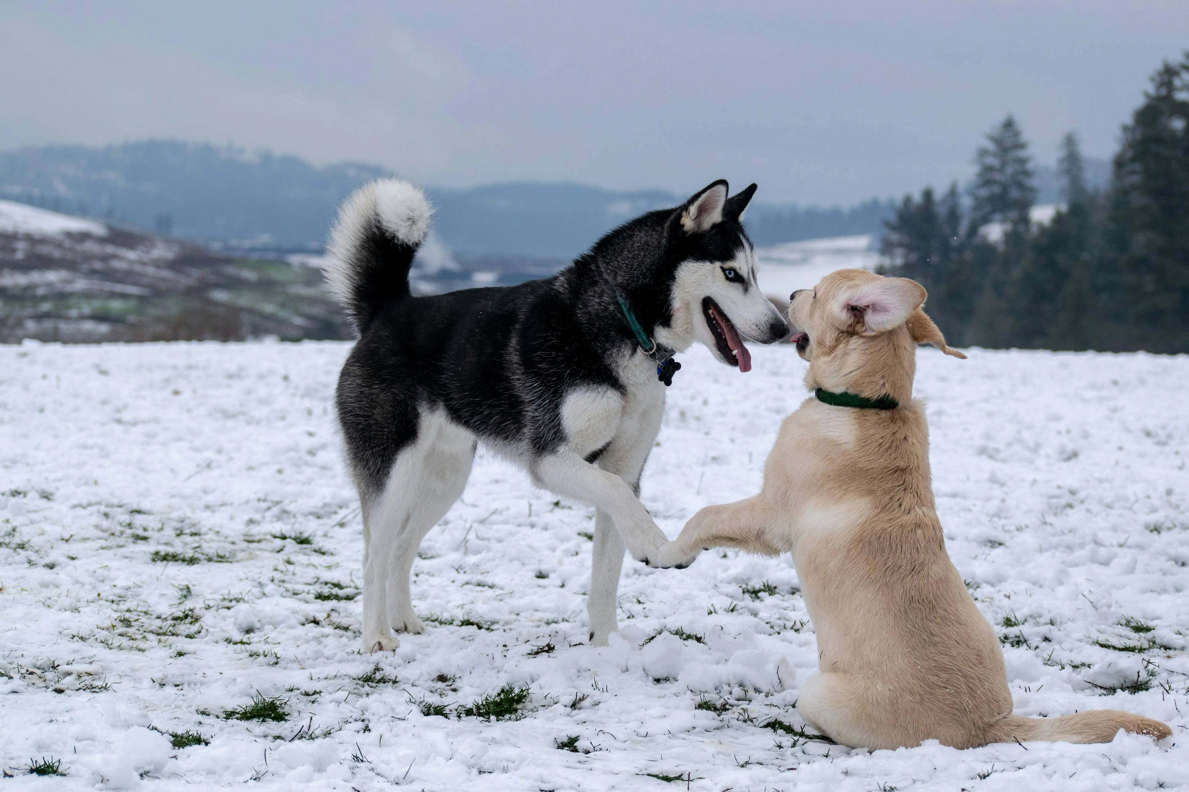 Cane contro Lupo: Il Confronto tra Due Grandi Predatori