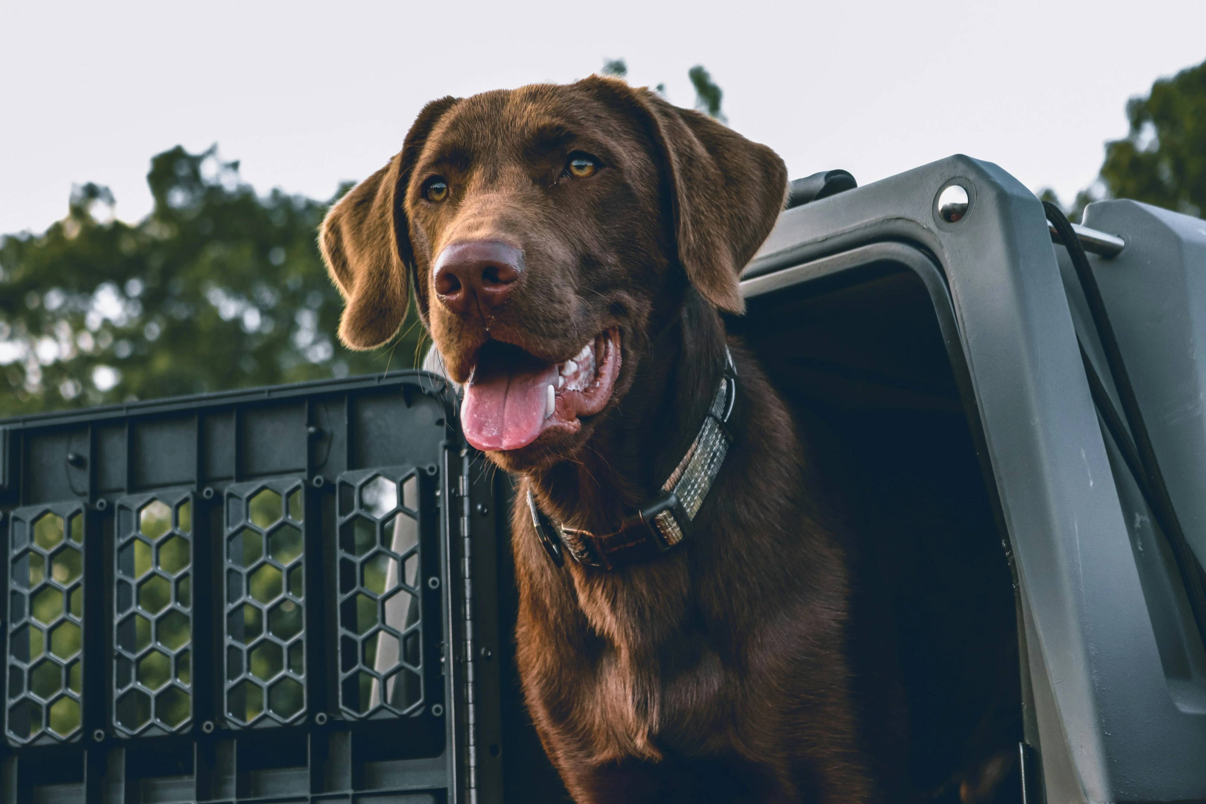 Cane dove si compra: la guida definitiva per trovare il tuo amico a quattro zampe