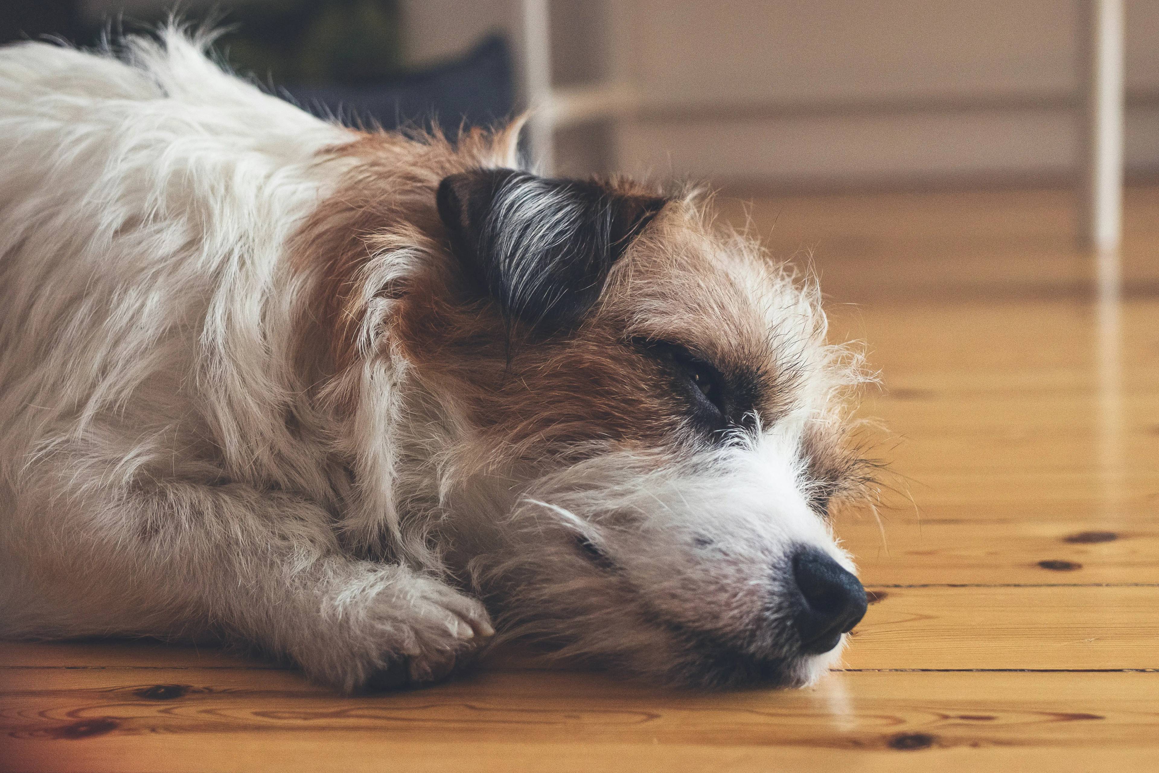 Cane non mangia: Cosa fare e perché succede