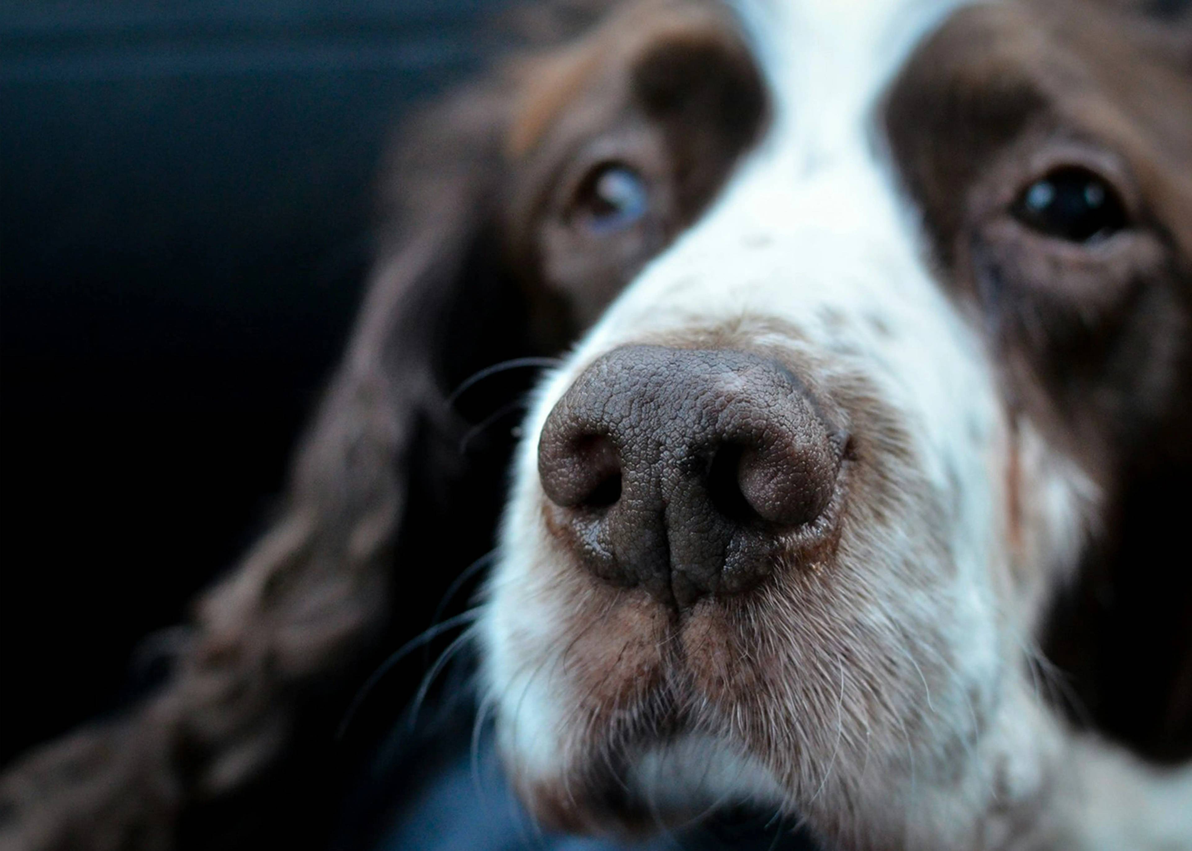 Cane vicino alla morte: come affrontare il momento più difficile