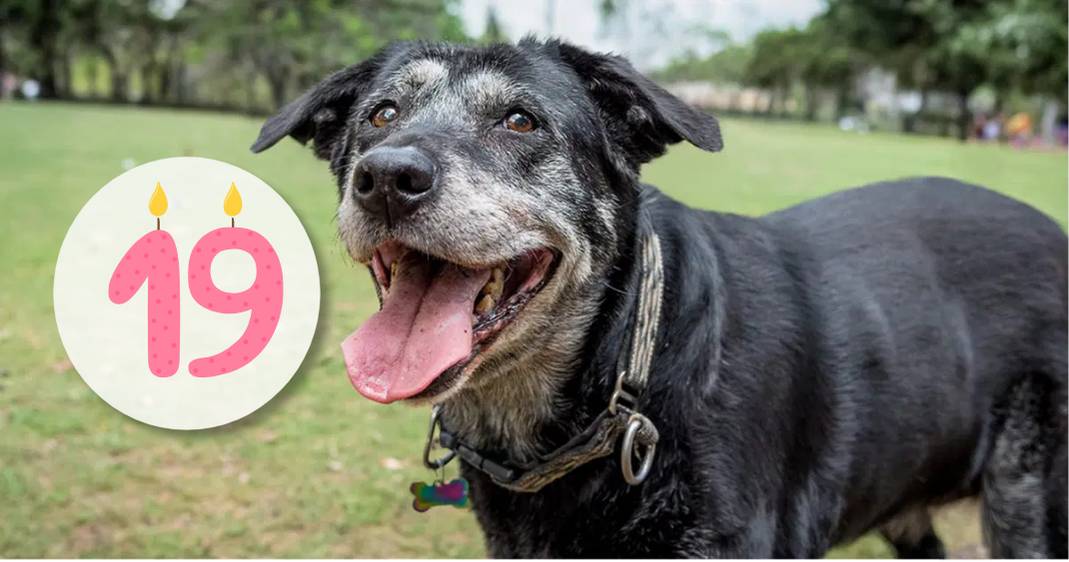 Cani anziani: cura e benessere