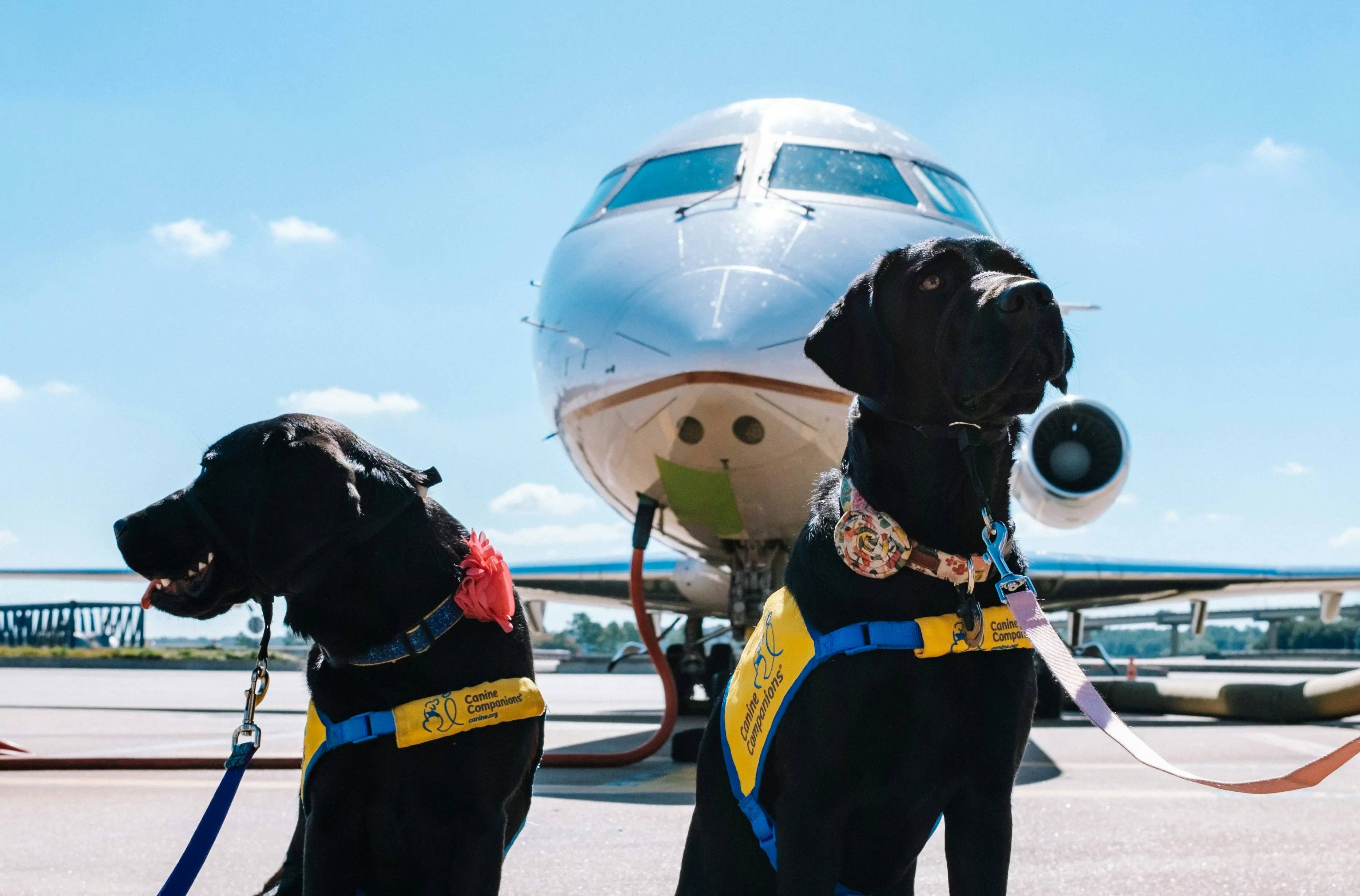 Cani da lavoro: I nostri migliori amici e i loro incredibili talenti