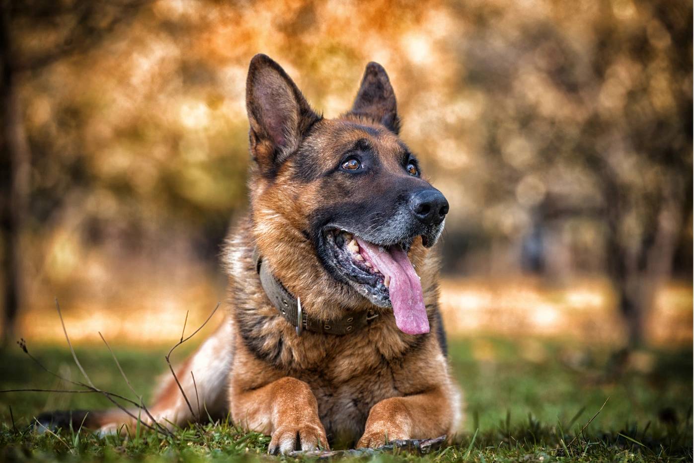 Cani da pastore: razze e qualità