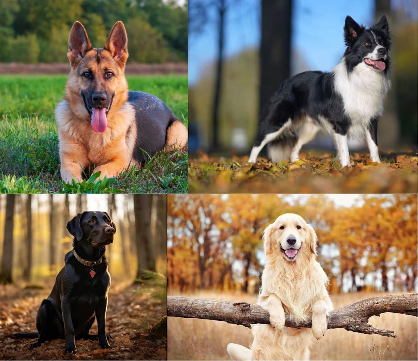 Cani da salvataggio: razze e addestramento
