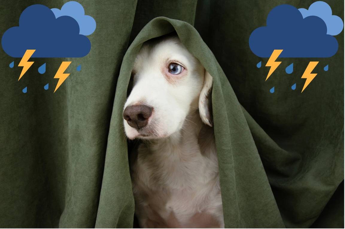 Cani e temporali: come calmarli