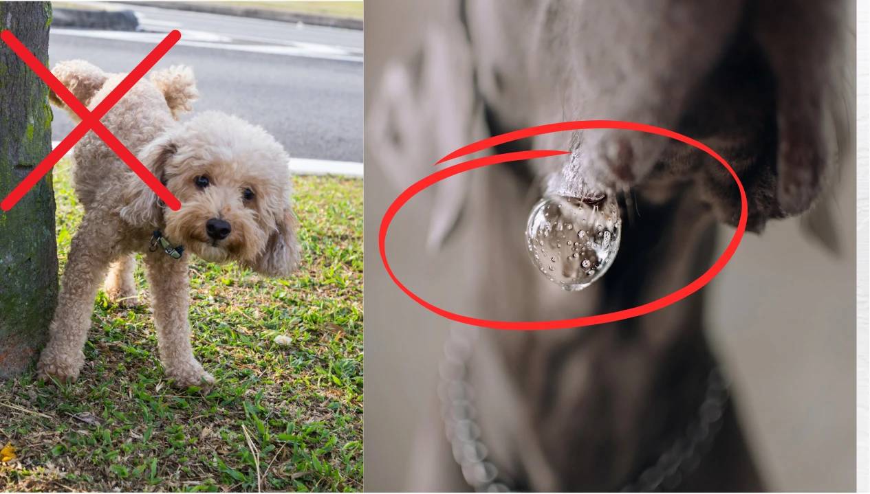 Cani ipoallergenici: la guida