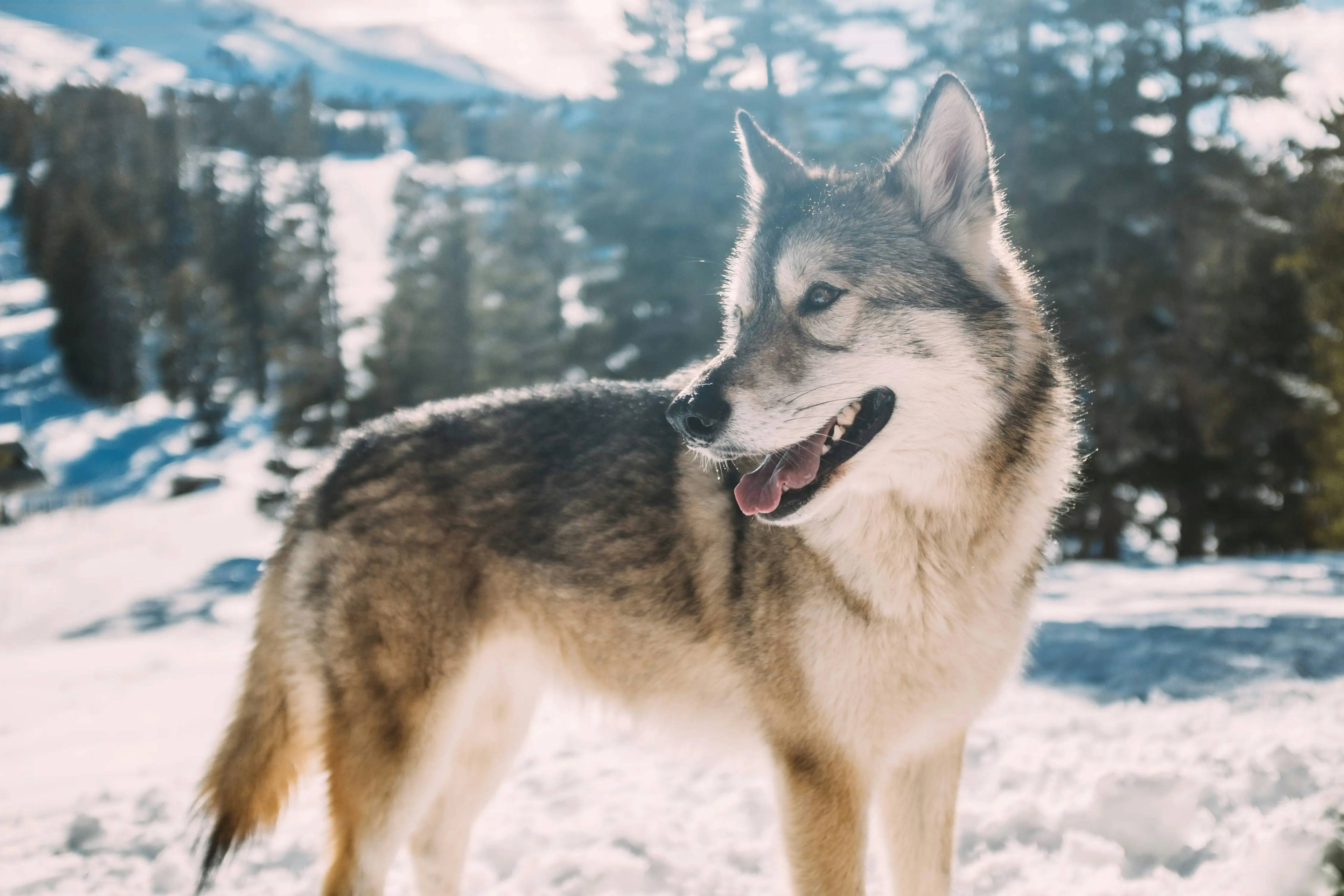 Cani Simili a Lupi: Scopriamo le Razze Affascinanti