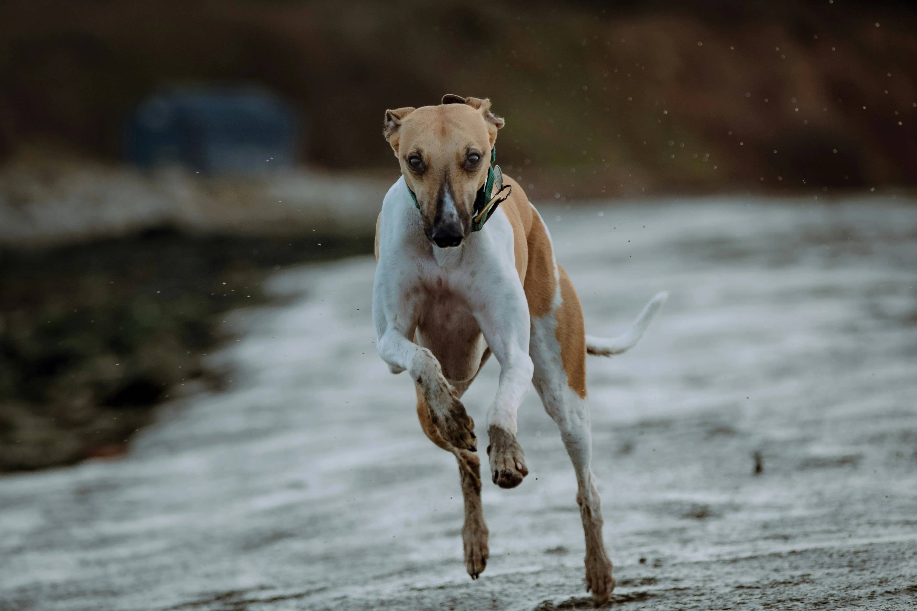 Cani Snelli e Veloci: I Compagni Ideali per Avventure all'Aperto