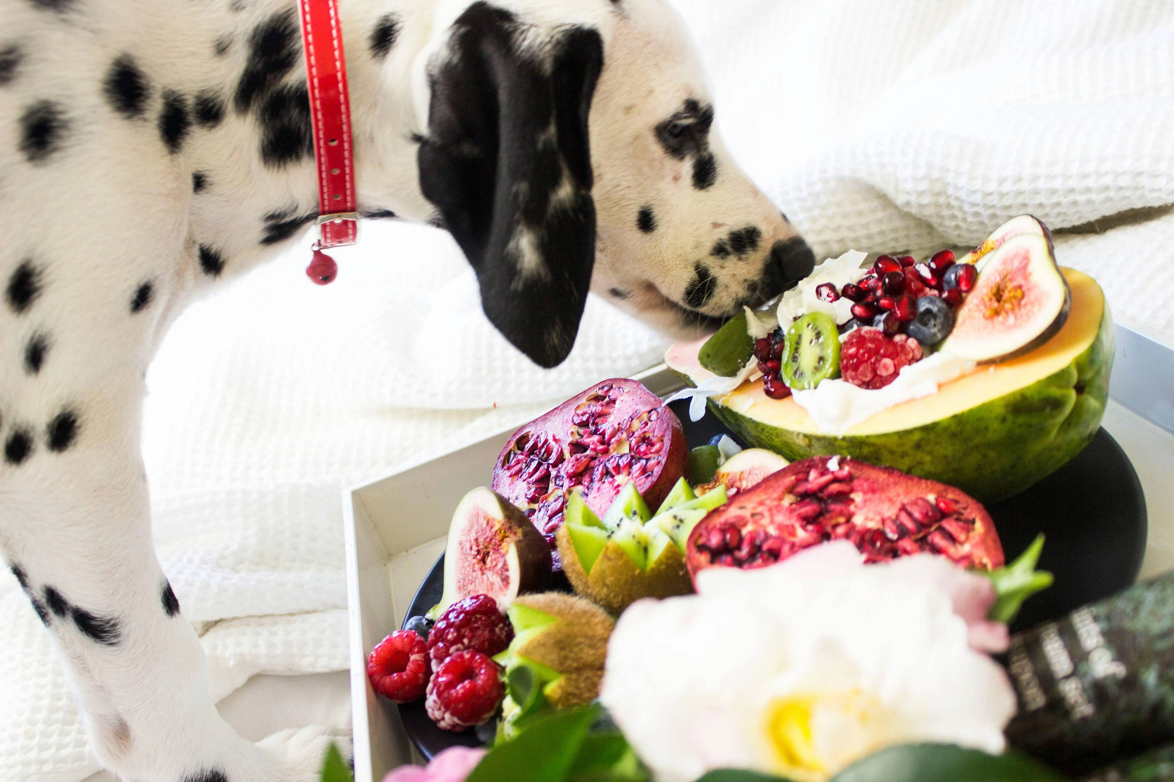 Cibo ideale per il tuo cane