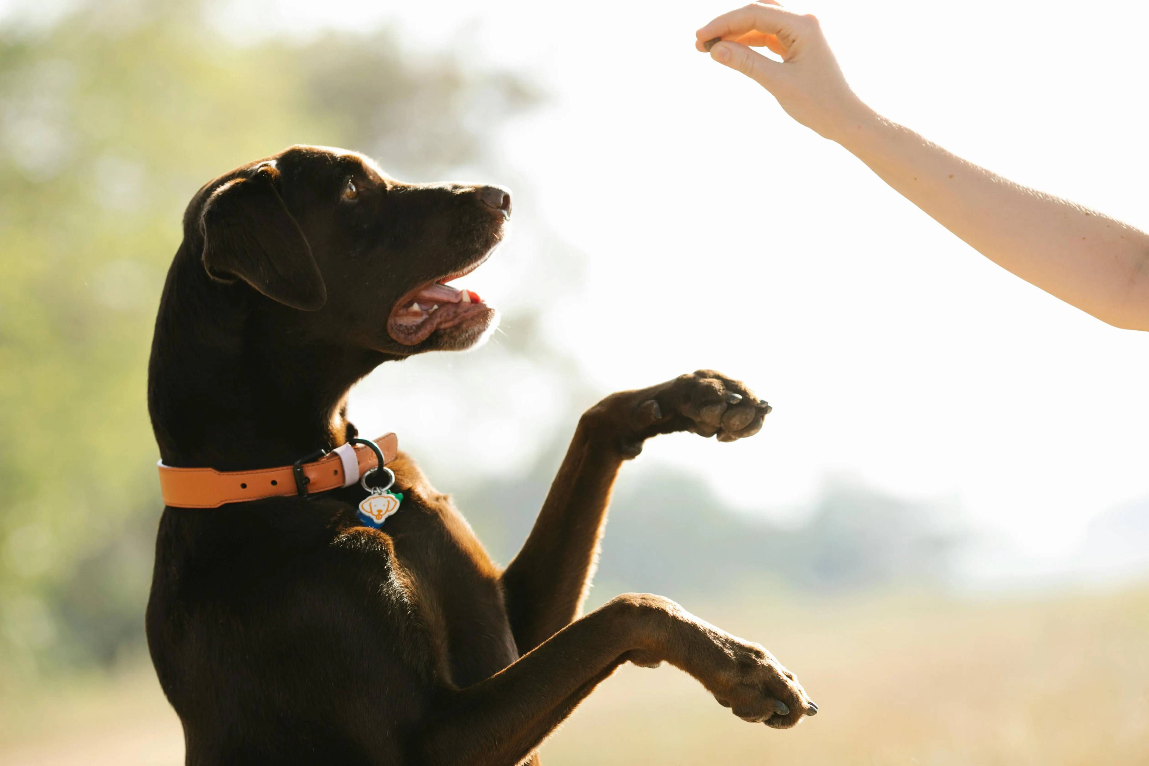 Addestrare un cucciolo: guida pratica