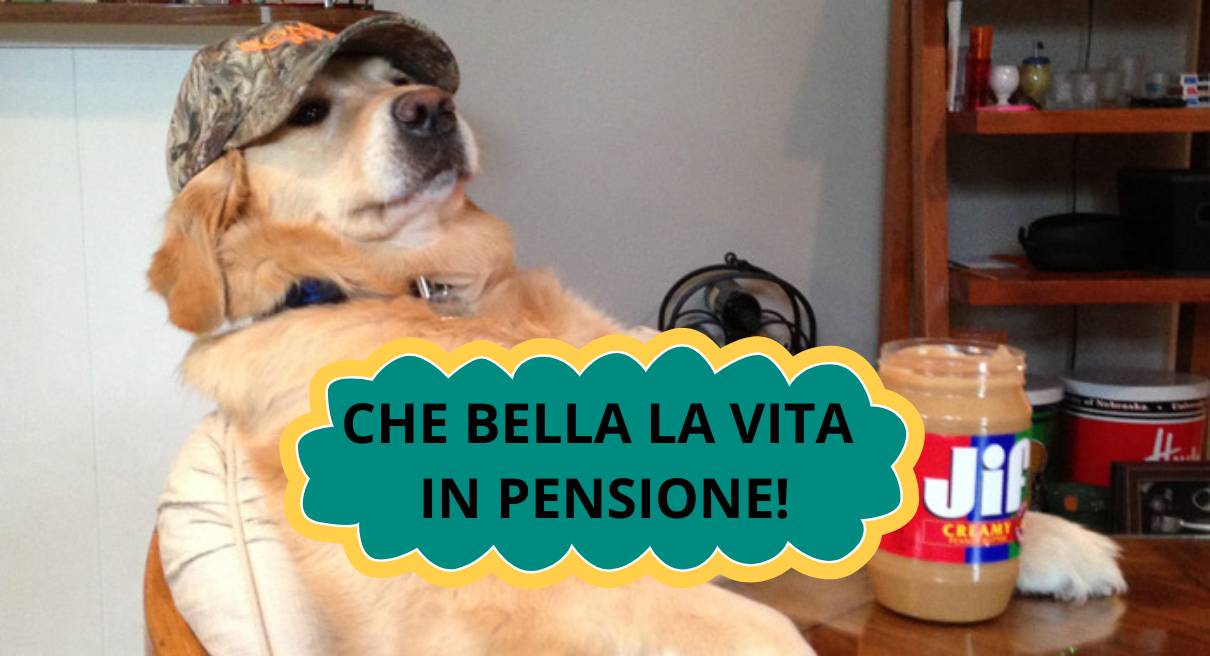 Come scegliere pensione cani