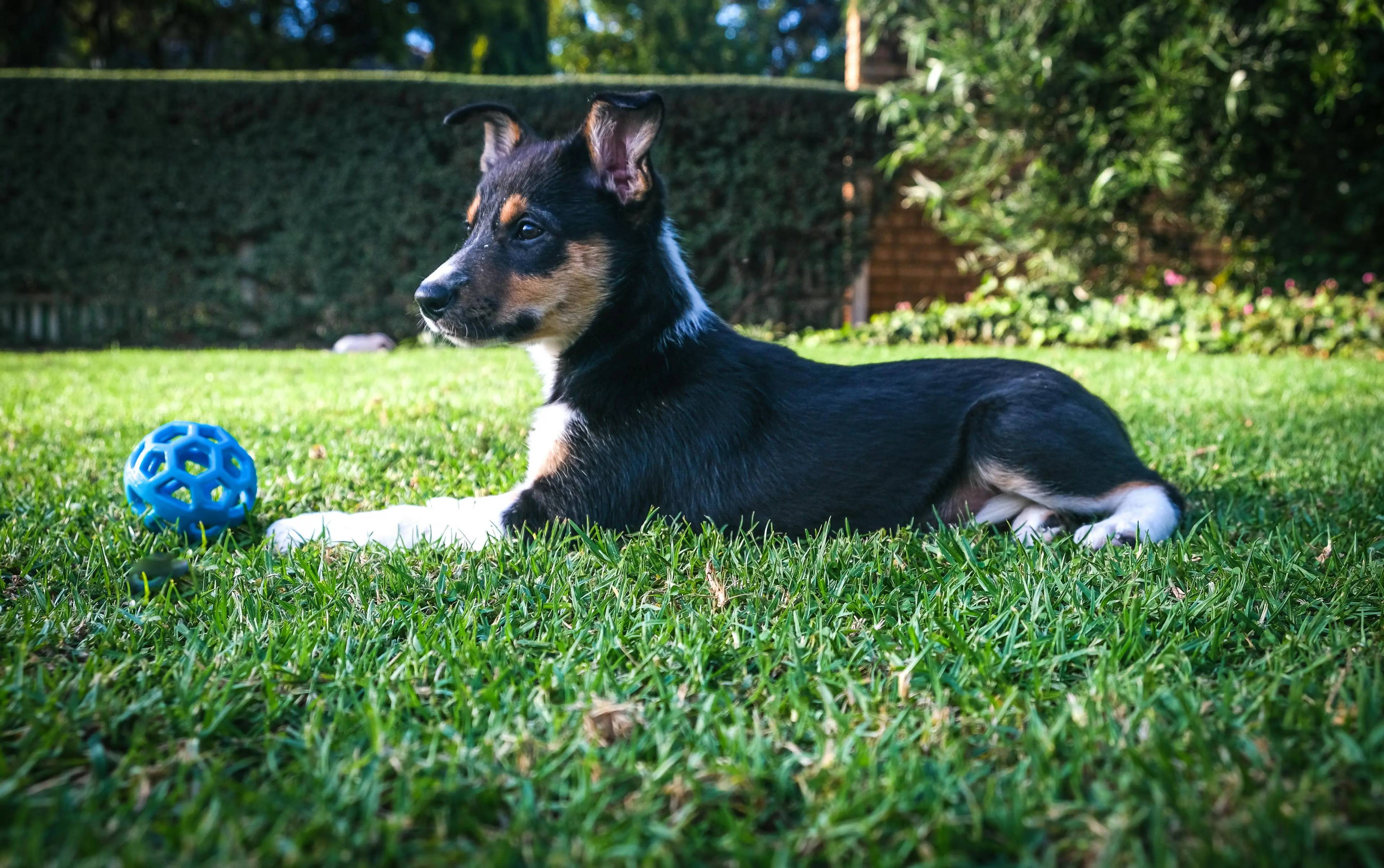 Giochi top per cani piccoli