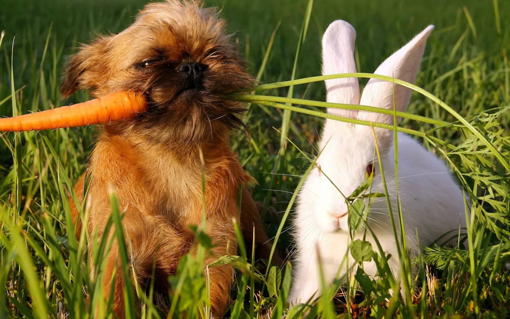 I Cani Possono Mangiare Carote? Scopriamolo Insieme!