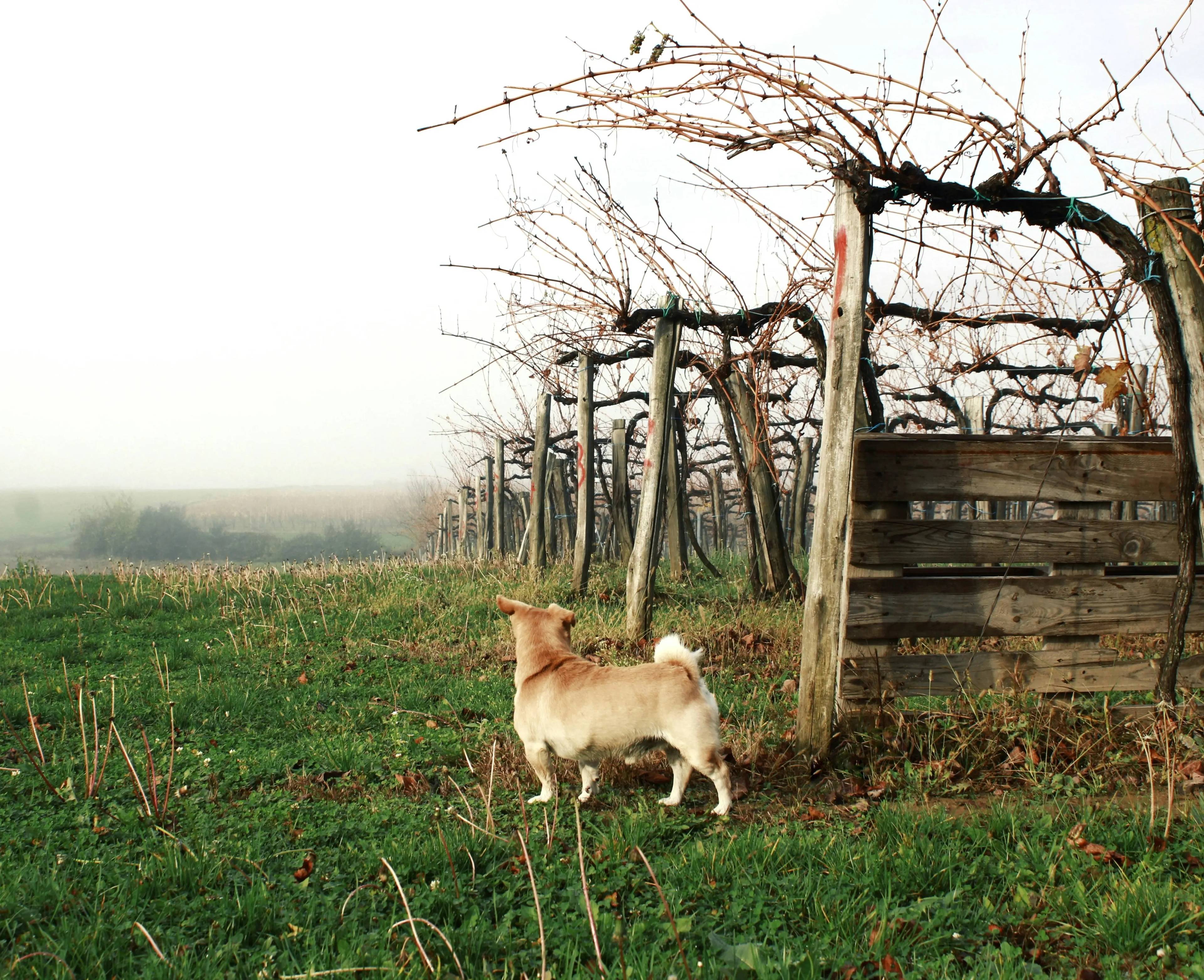 I cani possono mangiare l’uva? Scopriamolo insieme!