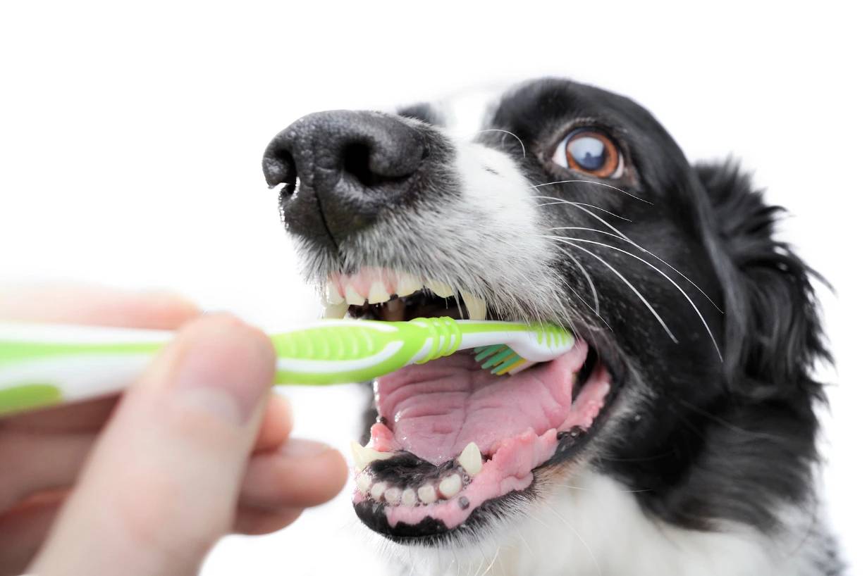 Igiene orale per il tuo cane