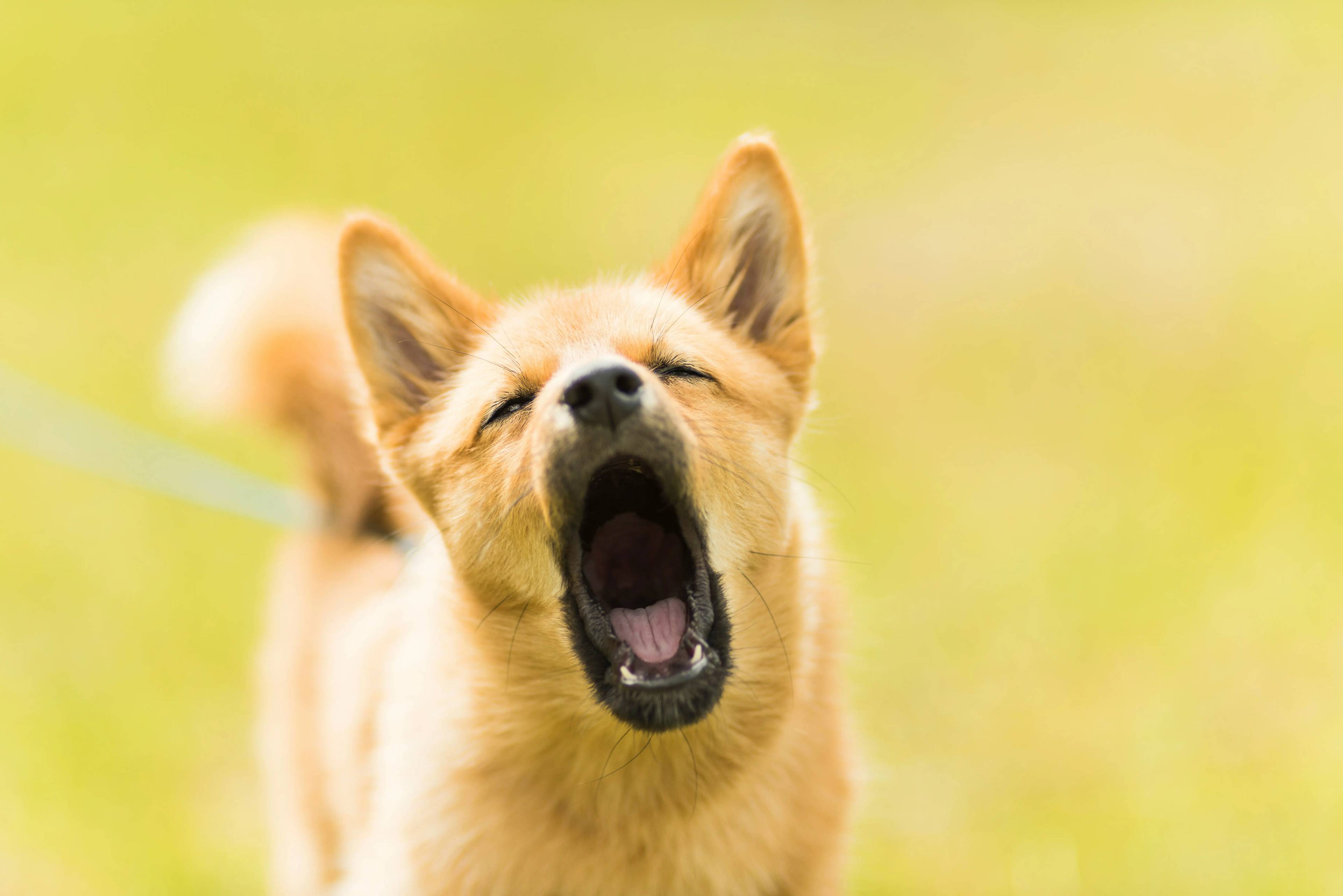 Il cane del vicino abbaia sempre: perché succede e come affrontarlo