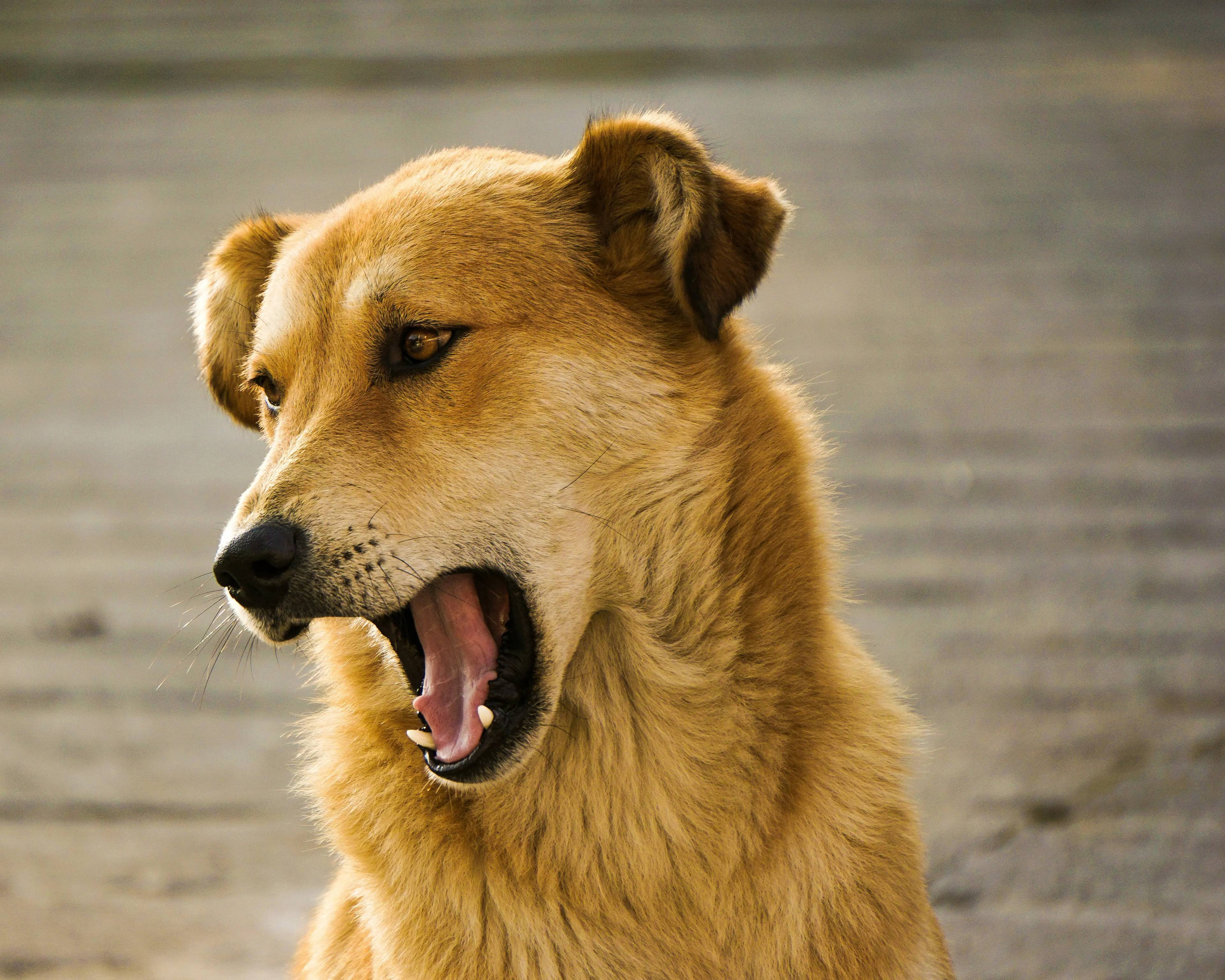Insegnare al cane a non abbaiare: Guida completa per un cane tranquillo