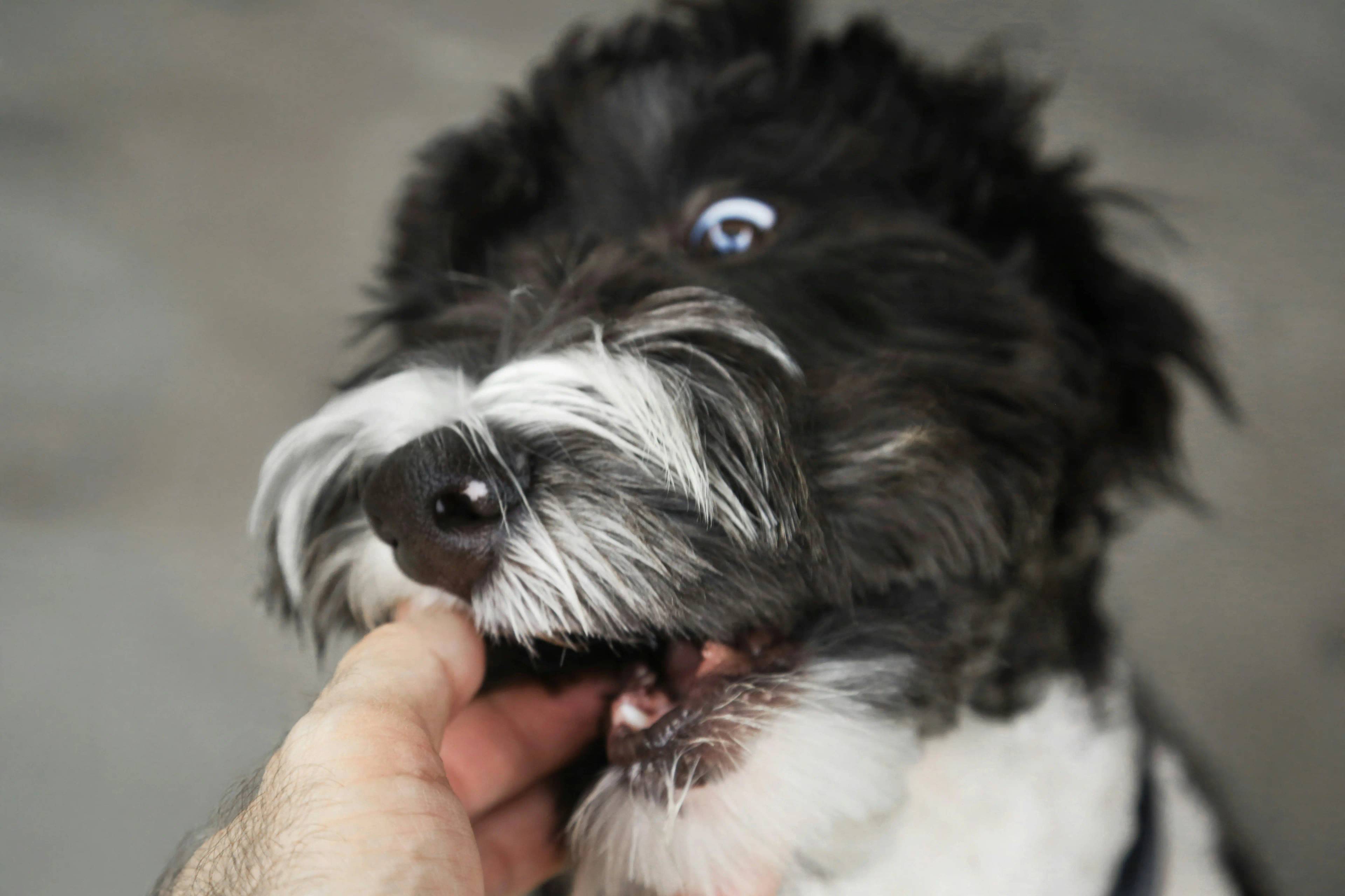 Insegnare al cane a non mordere: una guida pratica per amichetti a quattro zampe