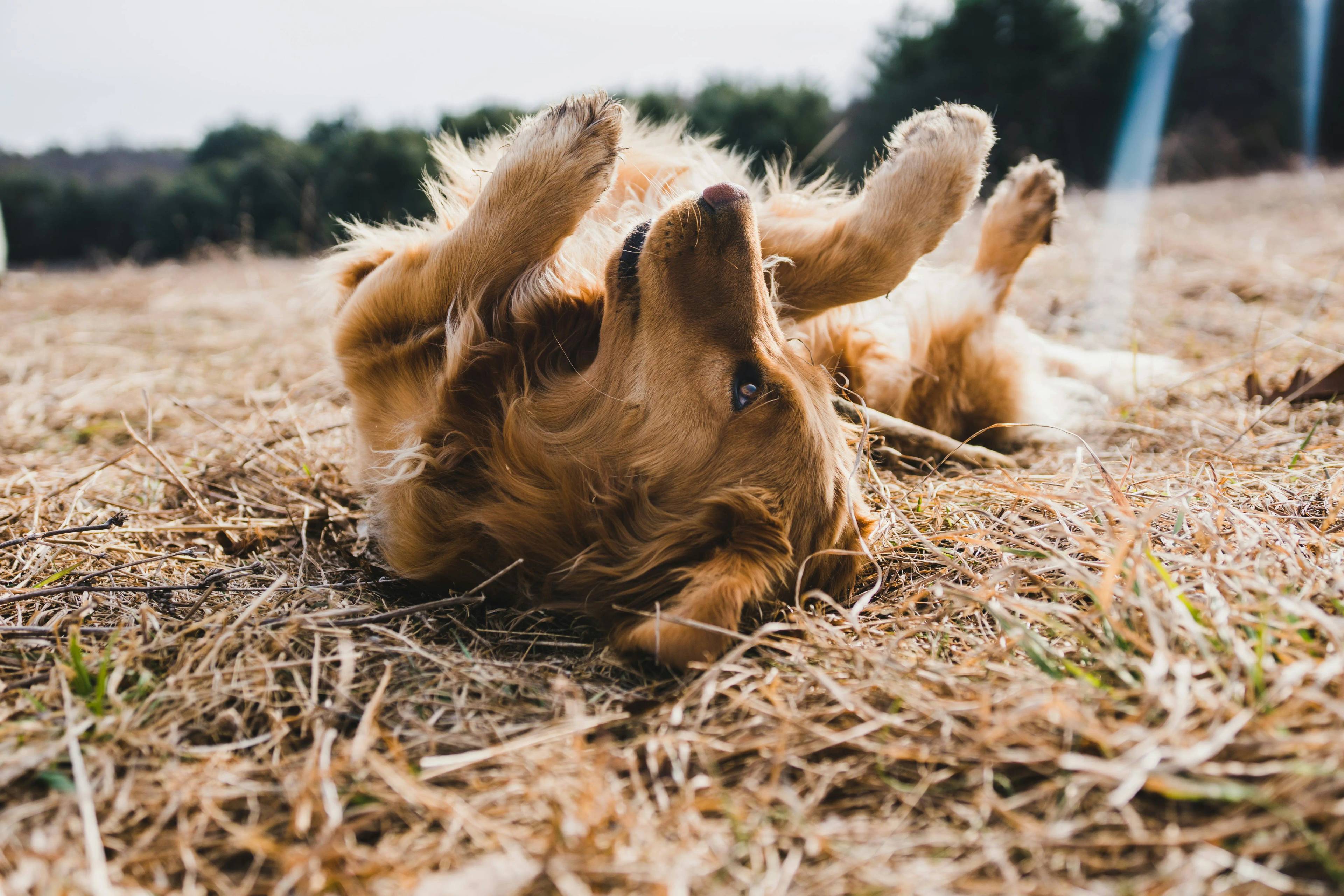 Insegnare al cane a rotolarsi: la guida definitiva