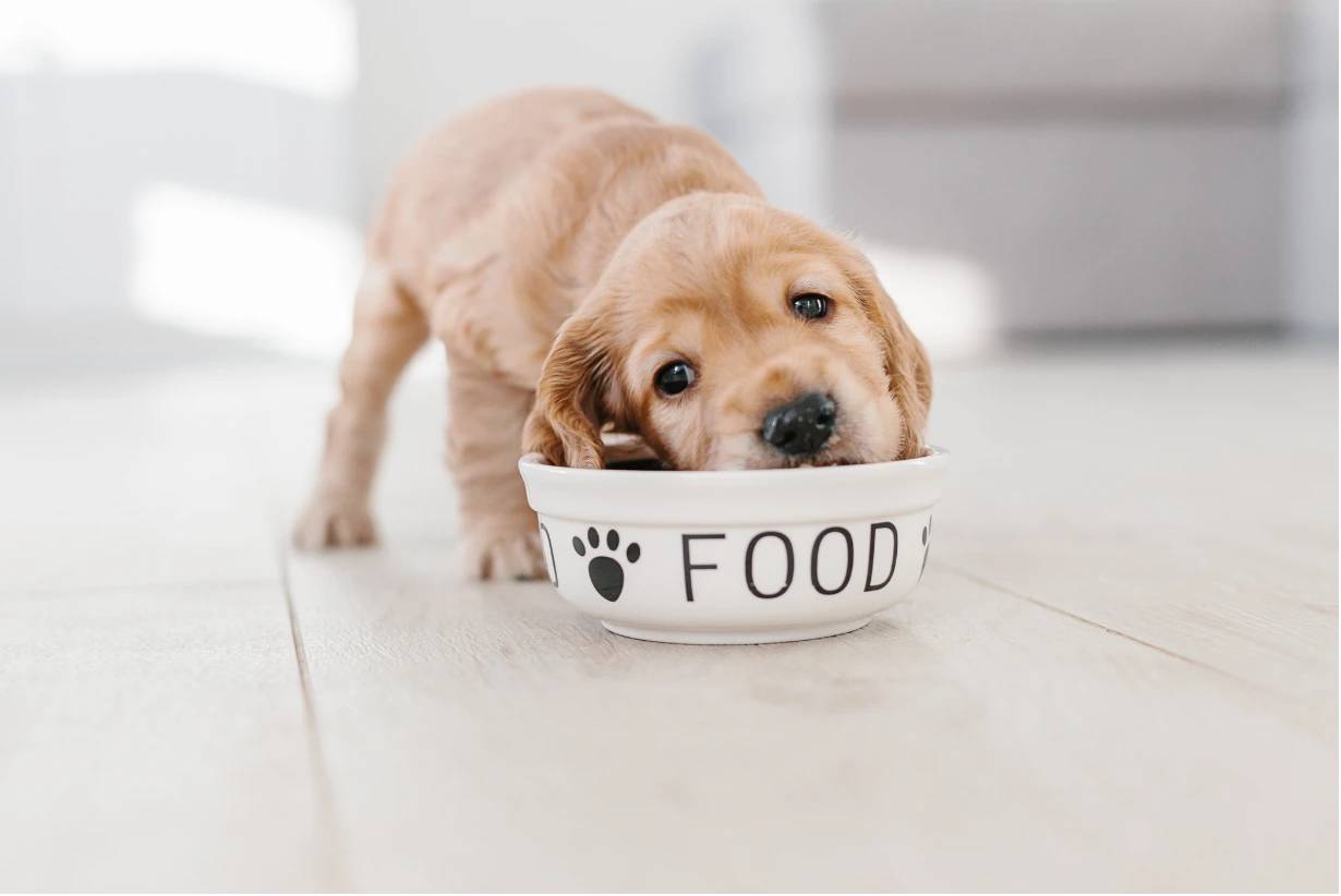 Nuovo cane in casa: consigli utili