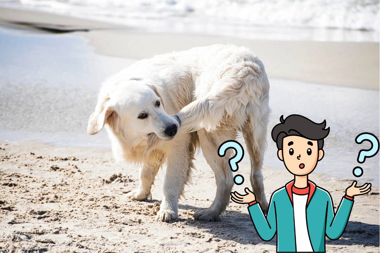 Perché i cani inseguono la coda?
