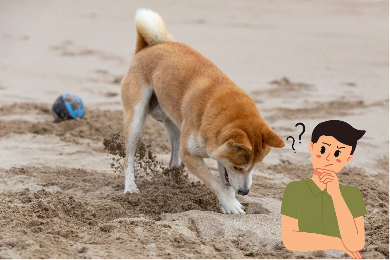 Perché i cani scavano buche?