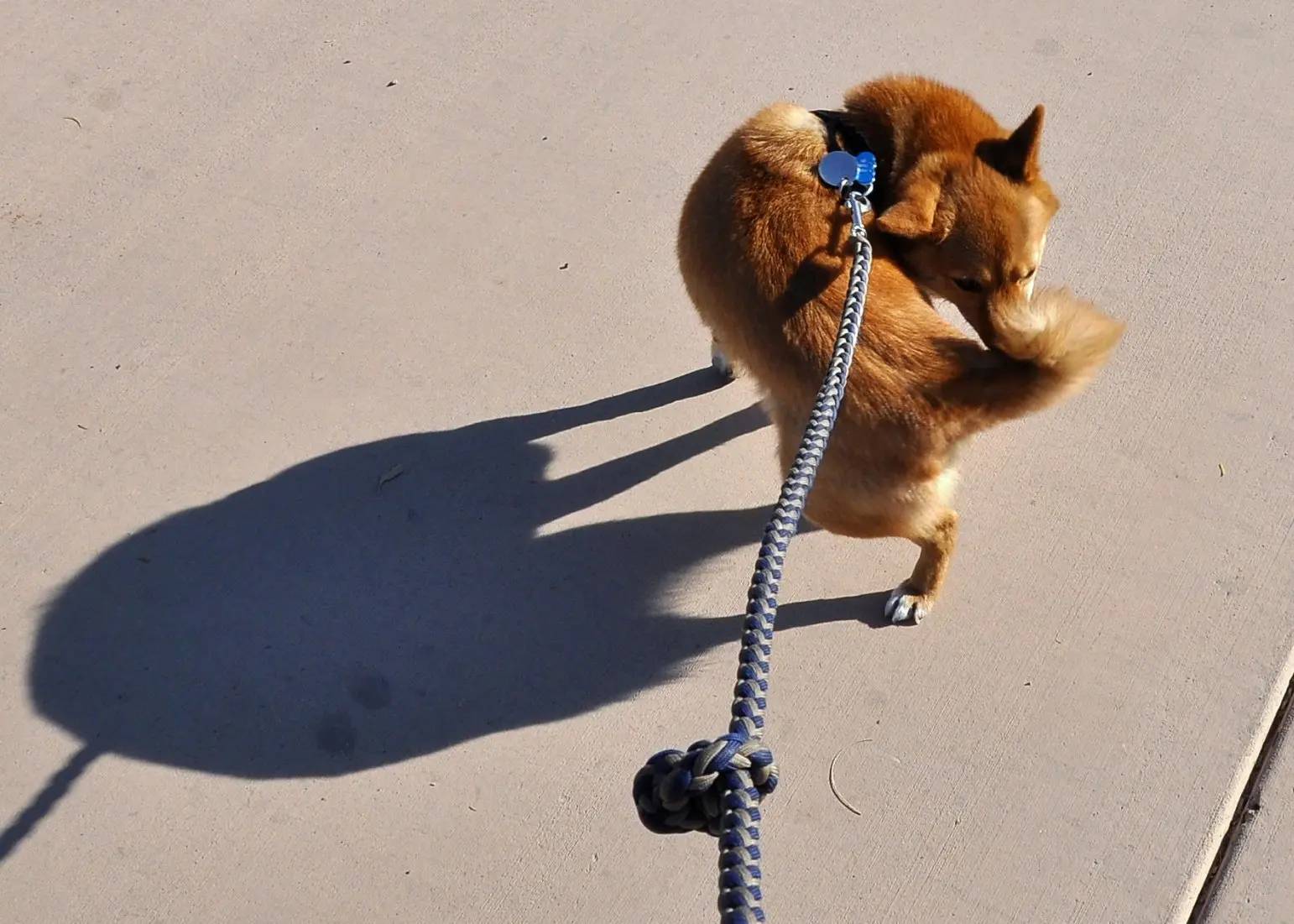 Perché il cane insegue la coda: Scopriamo il mistero!