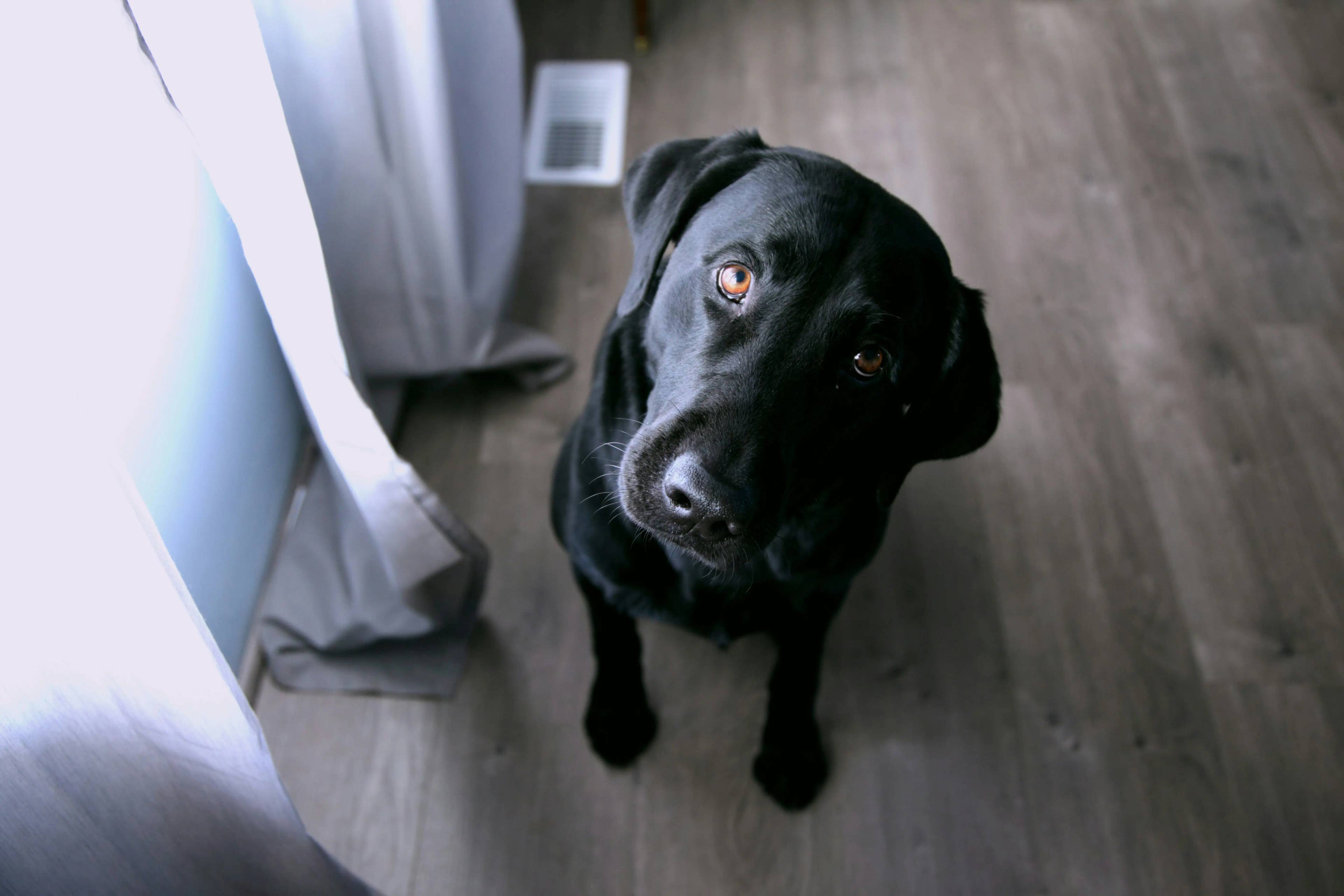 Perché il cane mangia la cacca? Scopriamo insieme le ragioni di questo comportamento