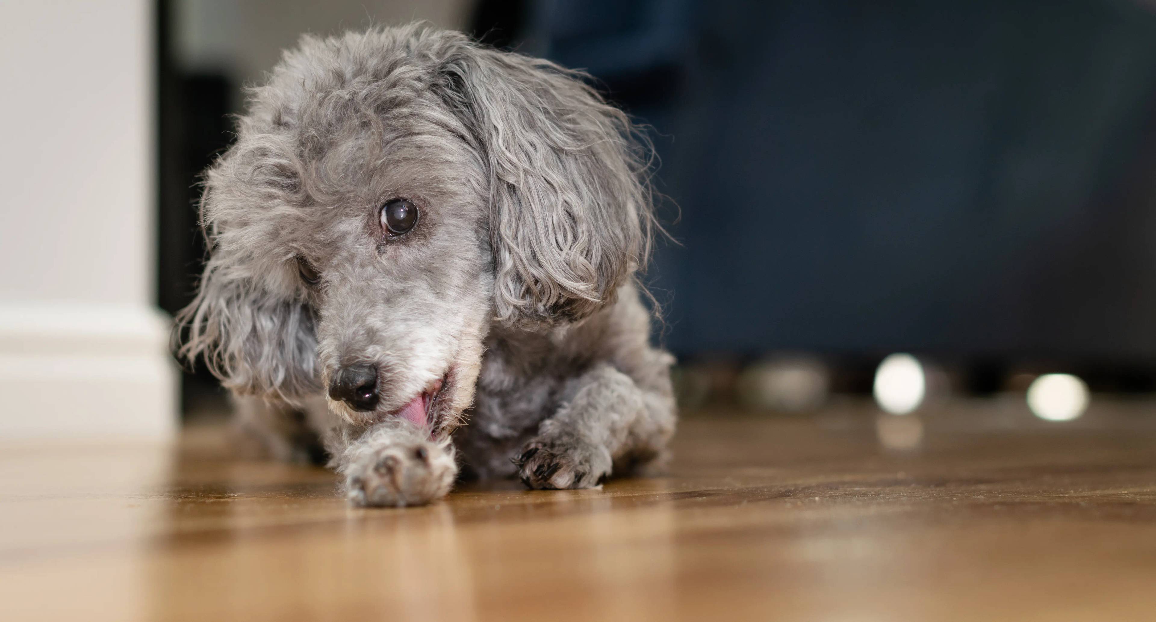 Perché il cane si lecca le zampe: cause e rimedi
