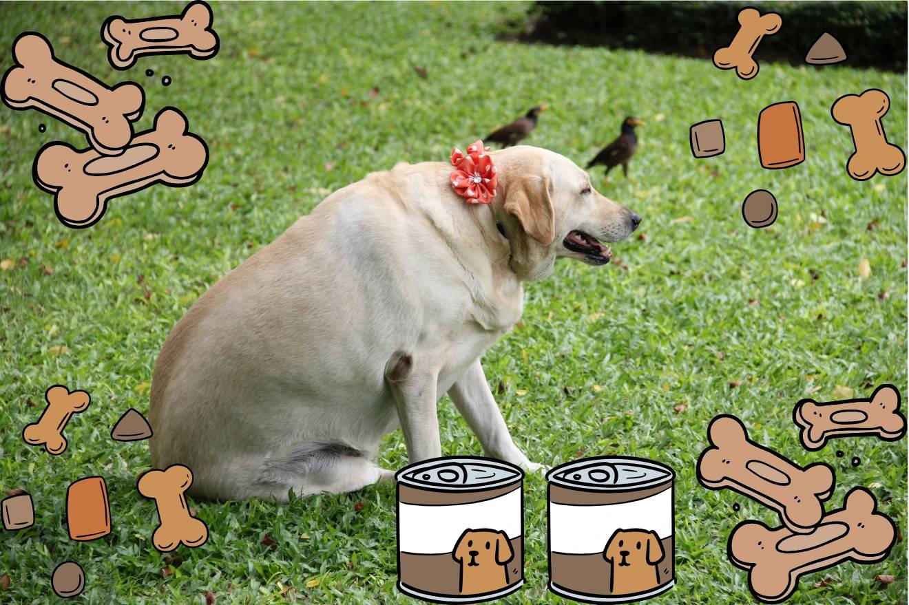 Prevenire l'obesità nel cane