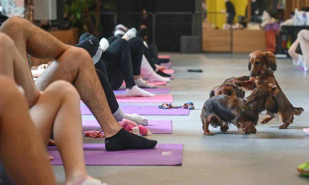 Scopri il Mondo del Puppy Yoga: Un'Esperienza Unica di Relax e Gioia
