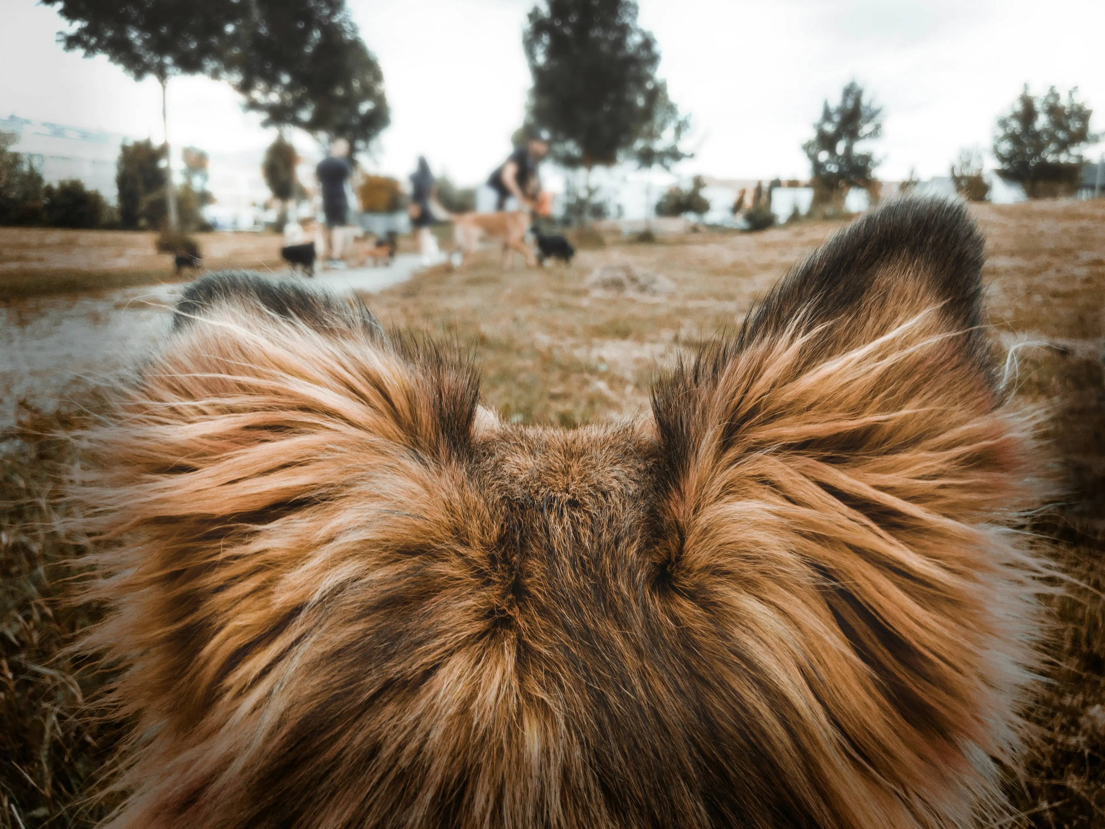 Quale cane perde meno pelo: guida completa per futuri proprietari