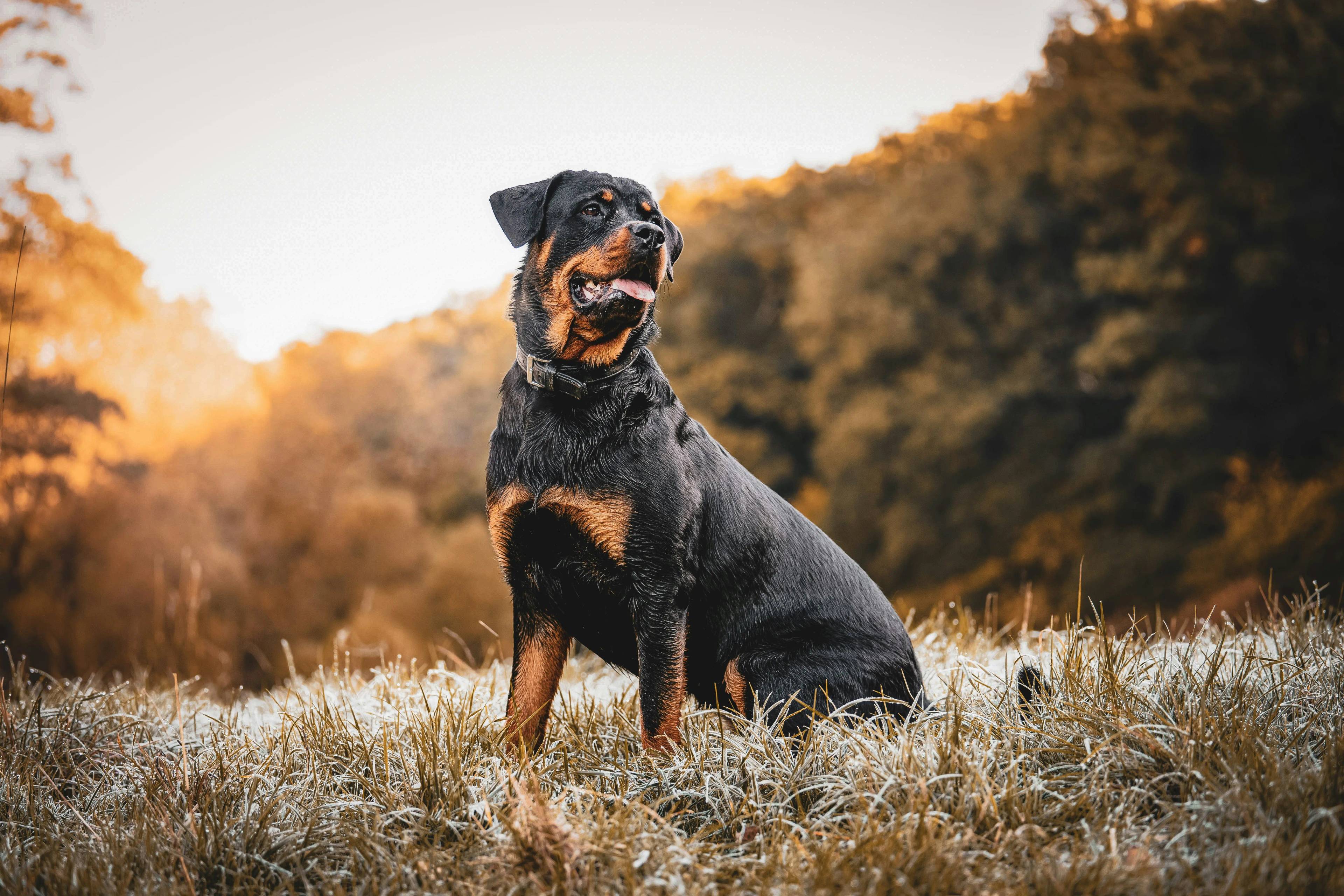 Quale cane può battere un lupo: Scopriamolo insieme!