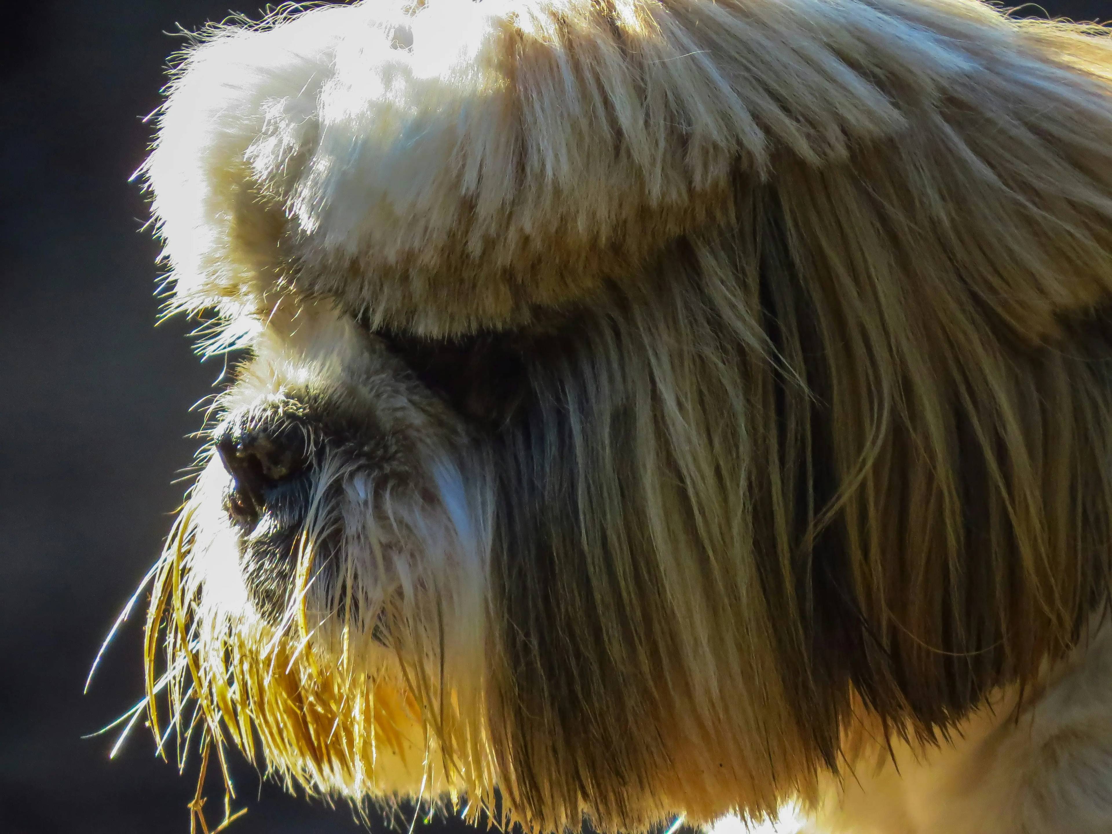 Quale cane vive di più? Scopri le razze più longeve