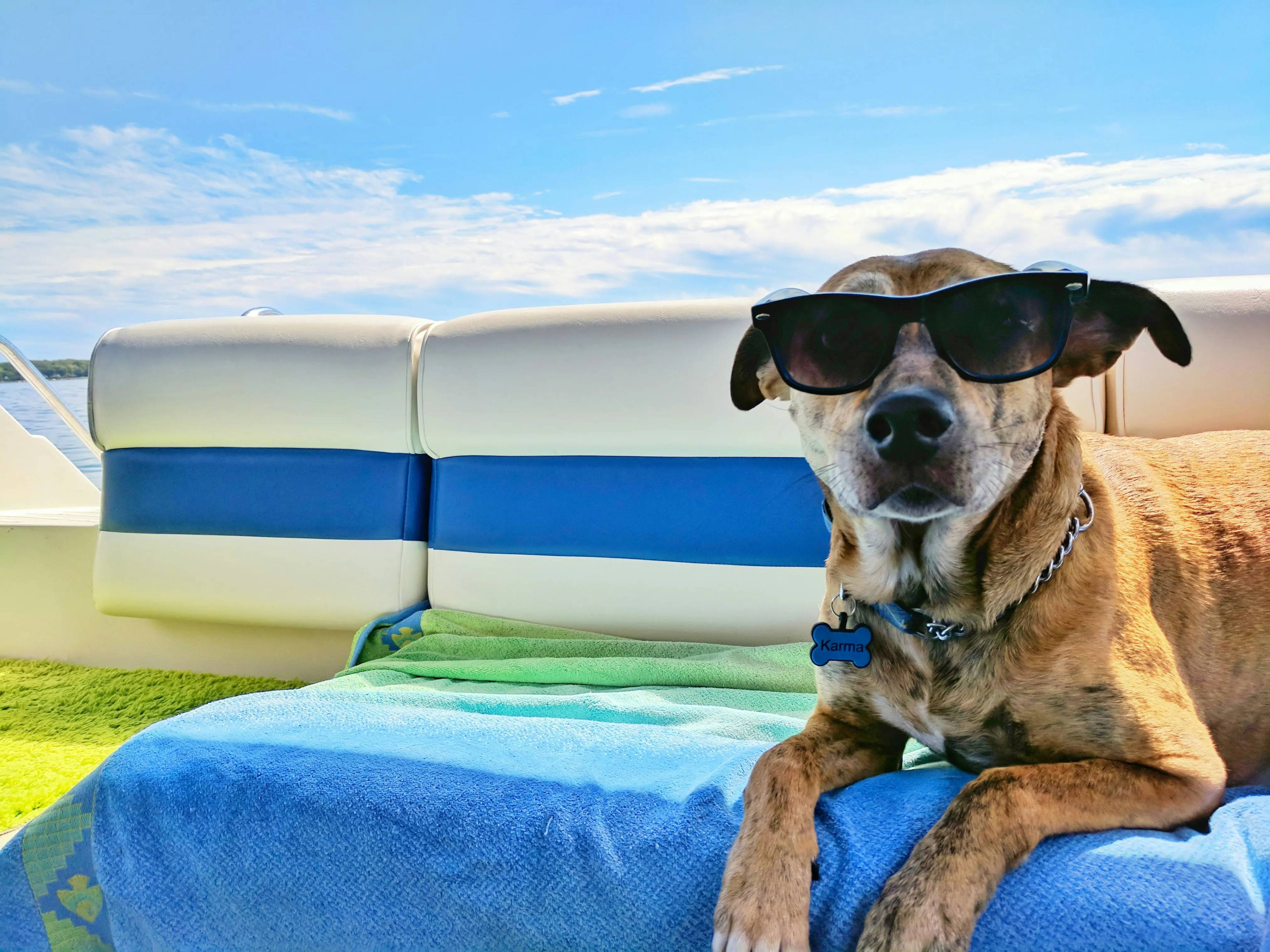 Quanto costa un cane al mese: una guida completa per futuri proprietari